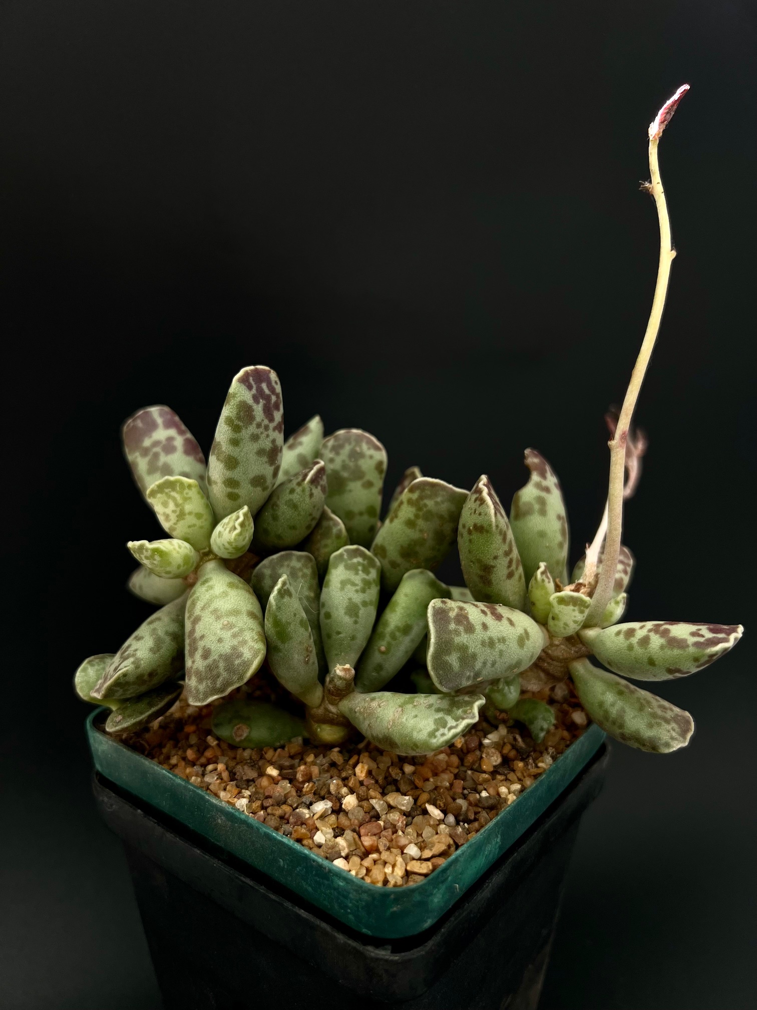 Adromiscus cooperii