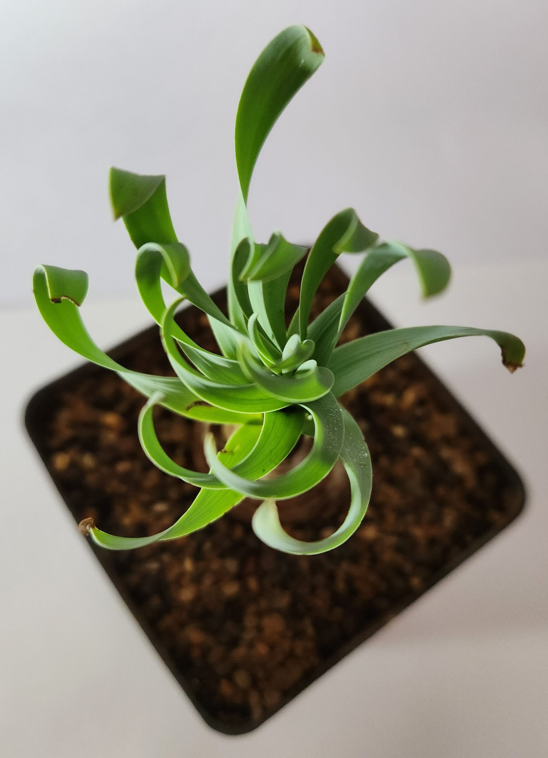 Albuca spiralis