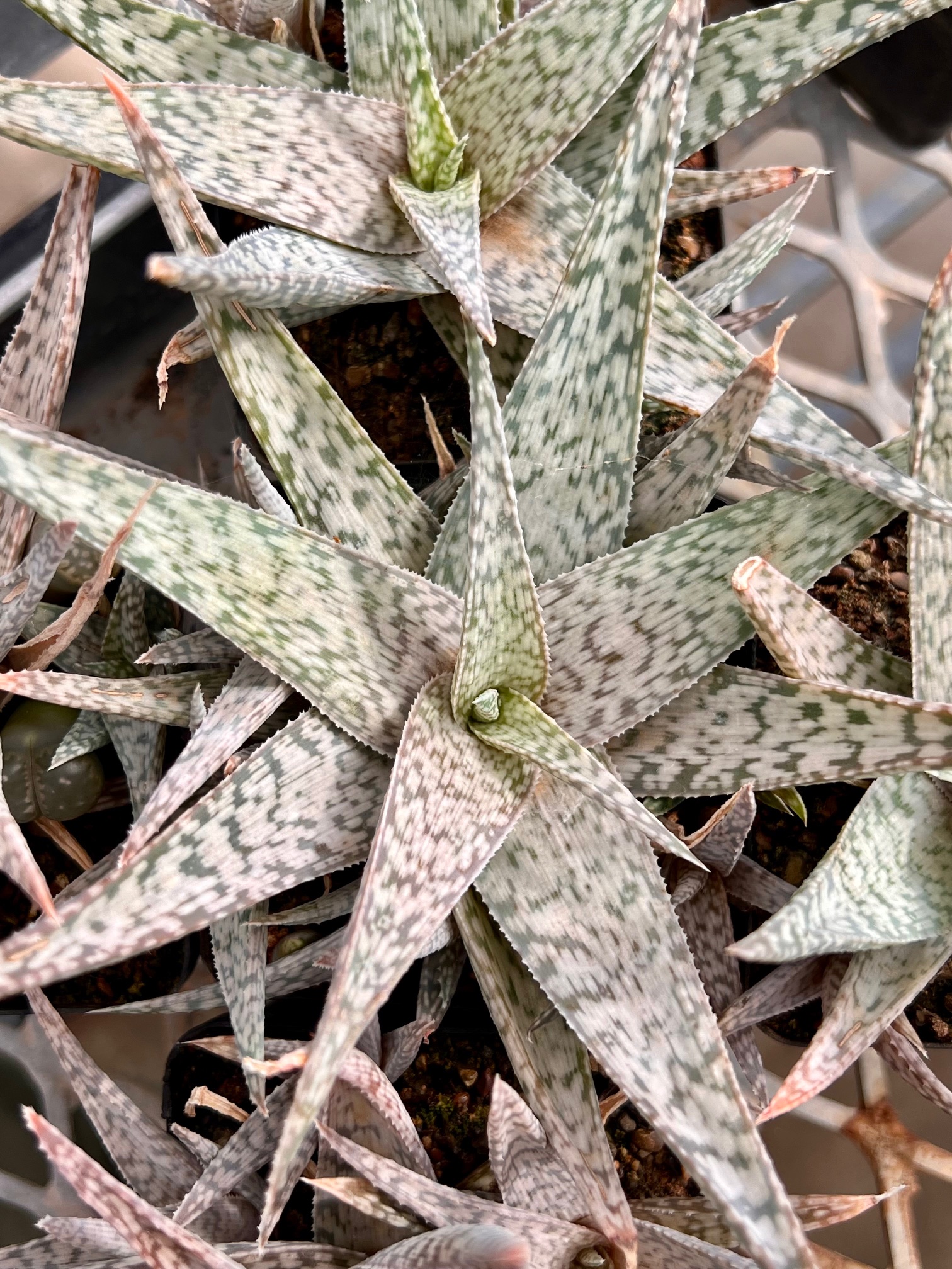 Aloe cv. Andy de Wet