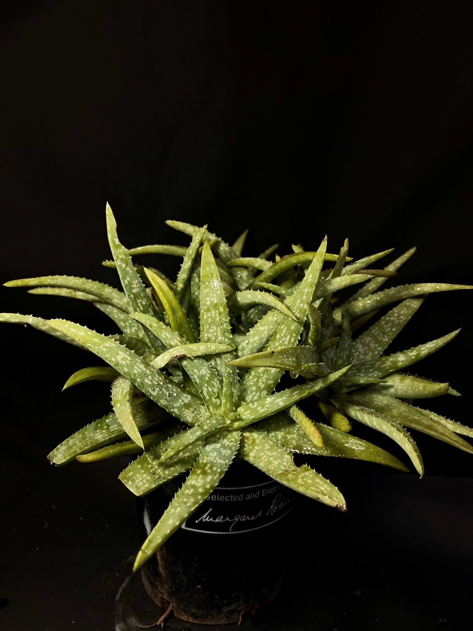 Aloe ellenbeckii