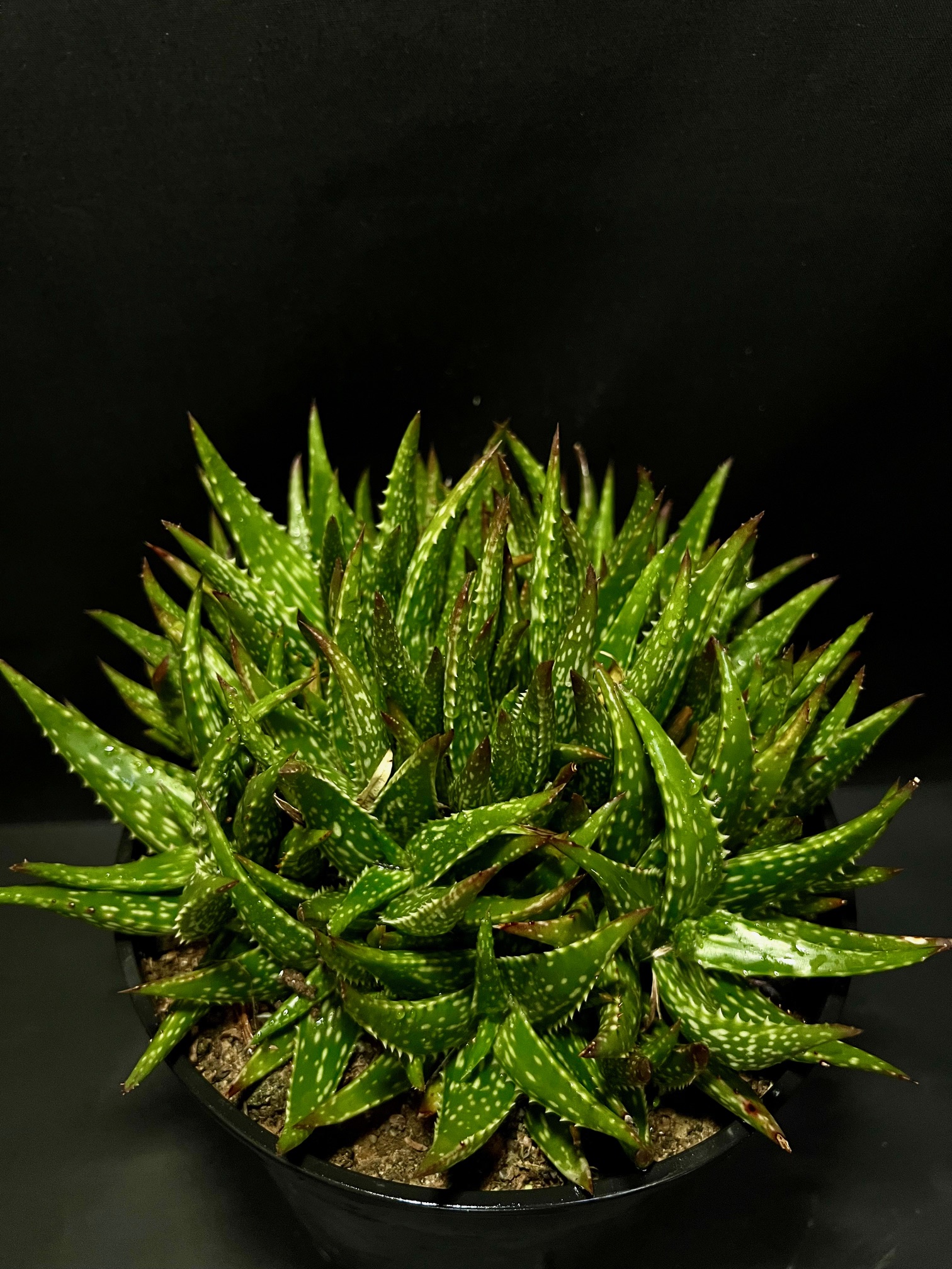 Aloe jucunda