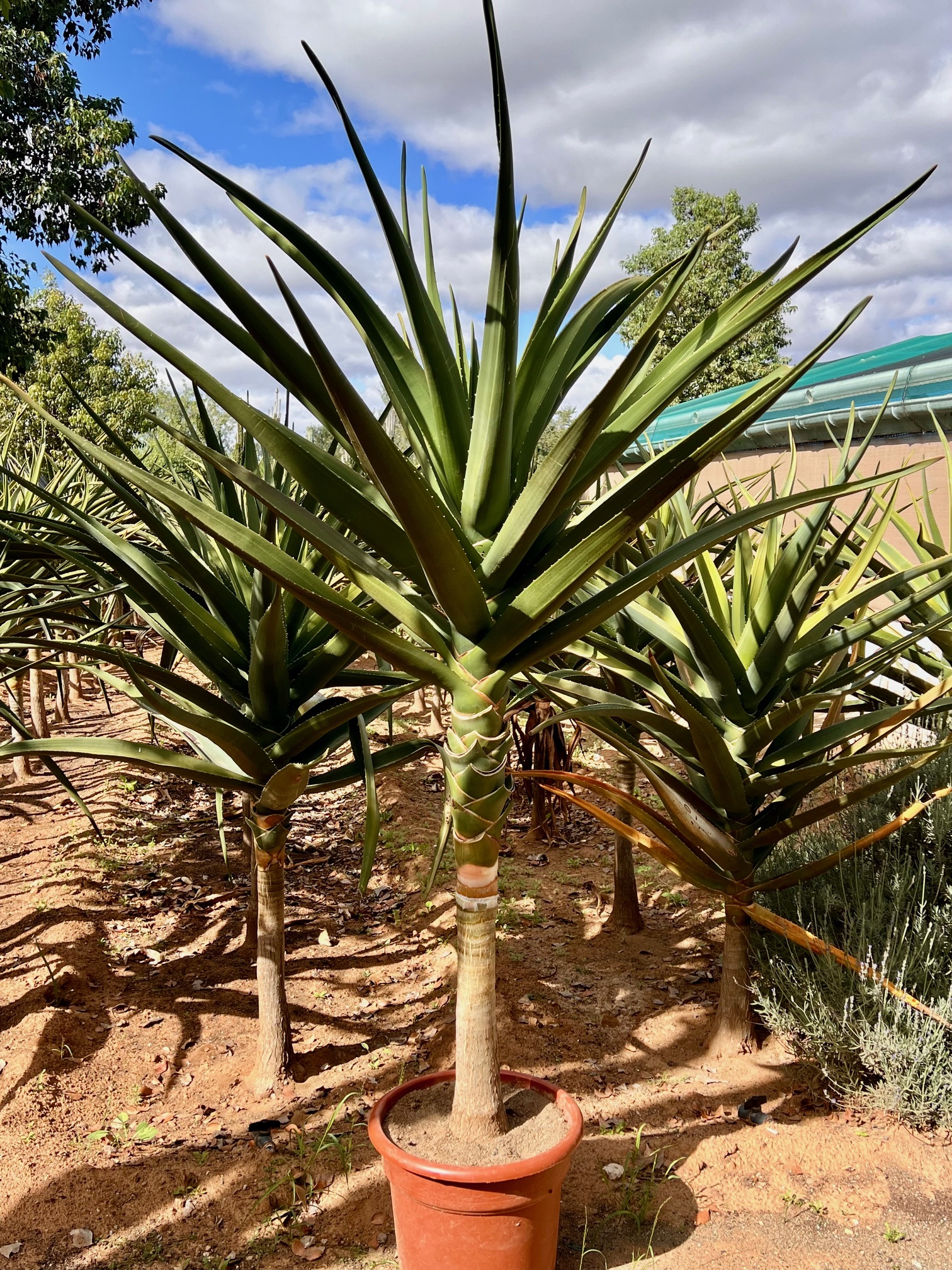 Aloidendron barberae