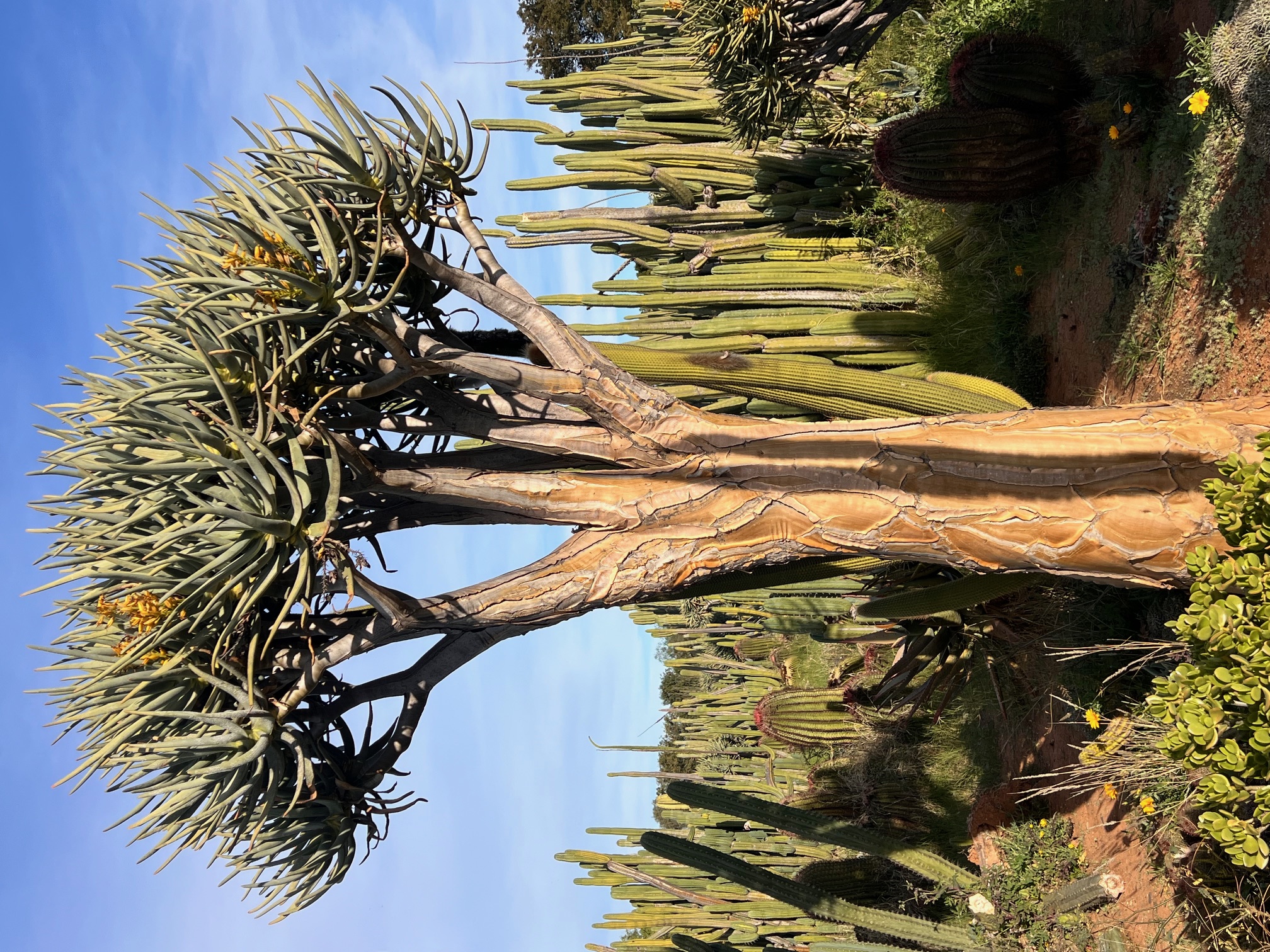 Aloidendron dichitoma