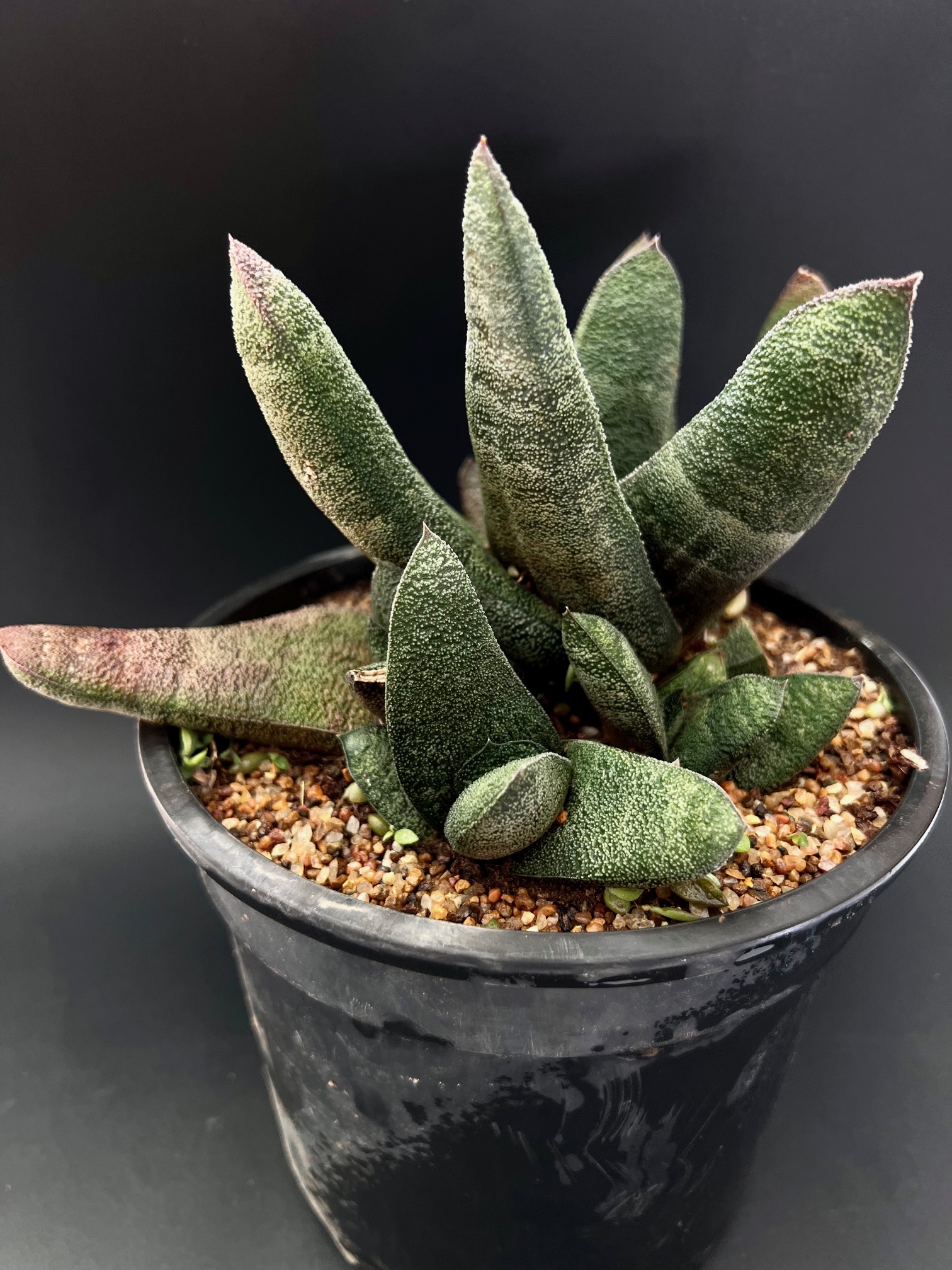 Casteria batesiana