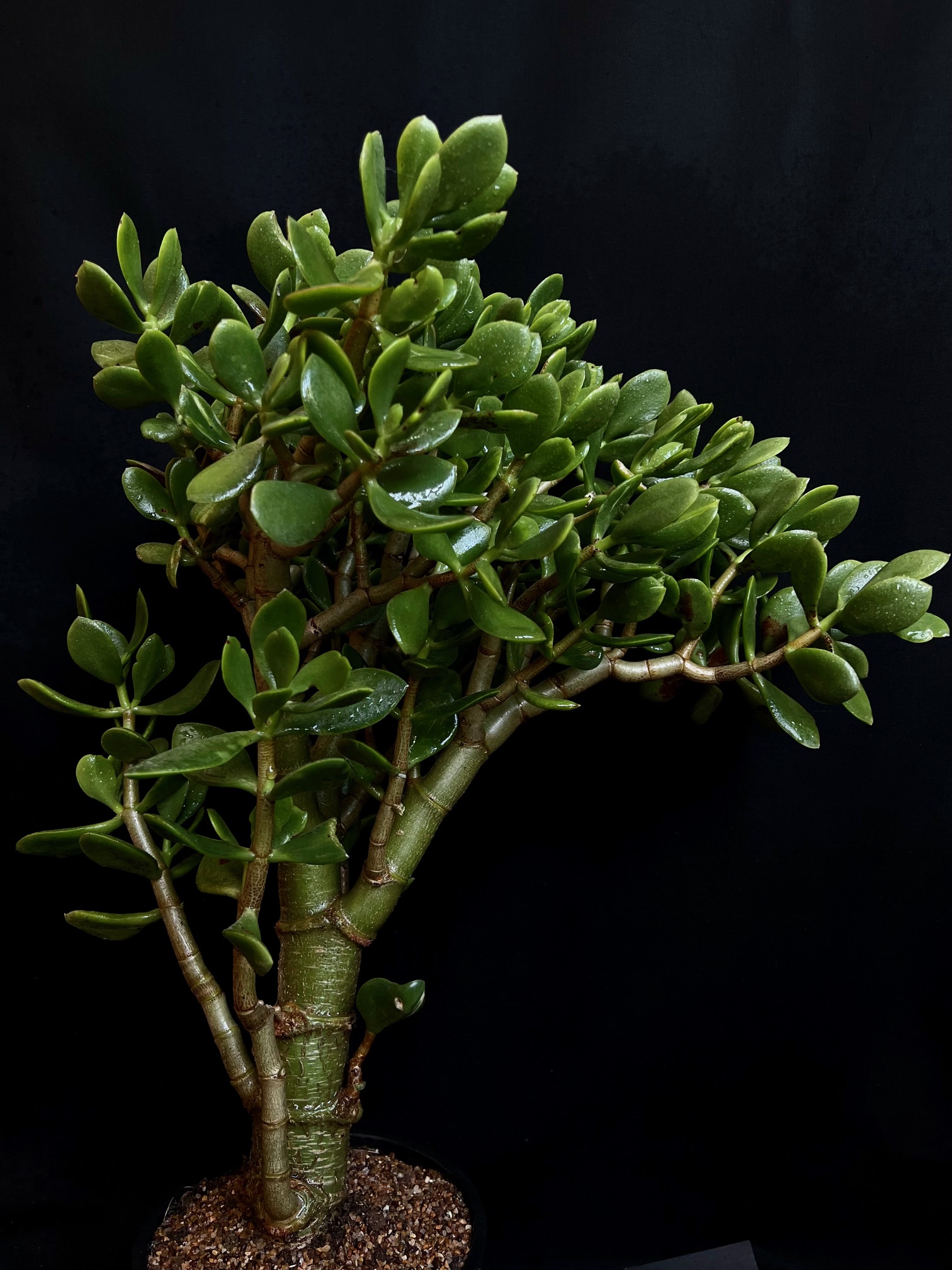 Crassula arboreim