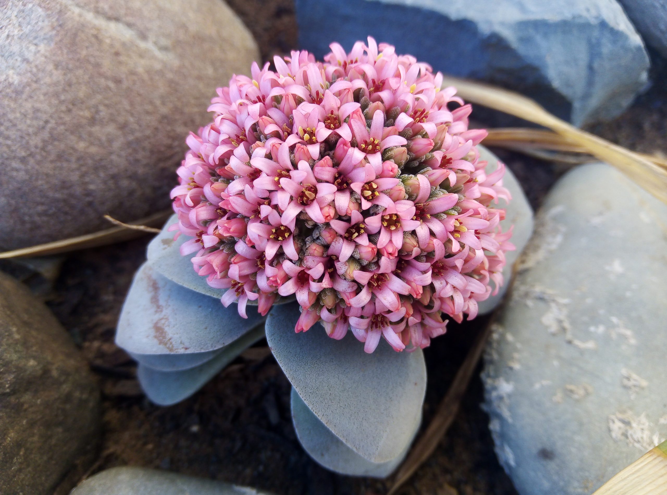 Crassula cv. Morgan's Beauty