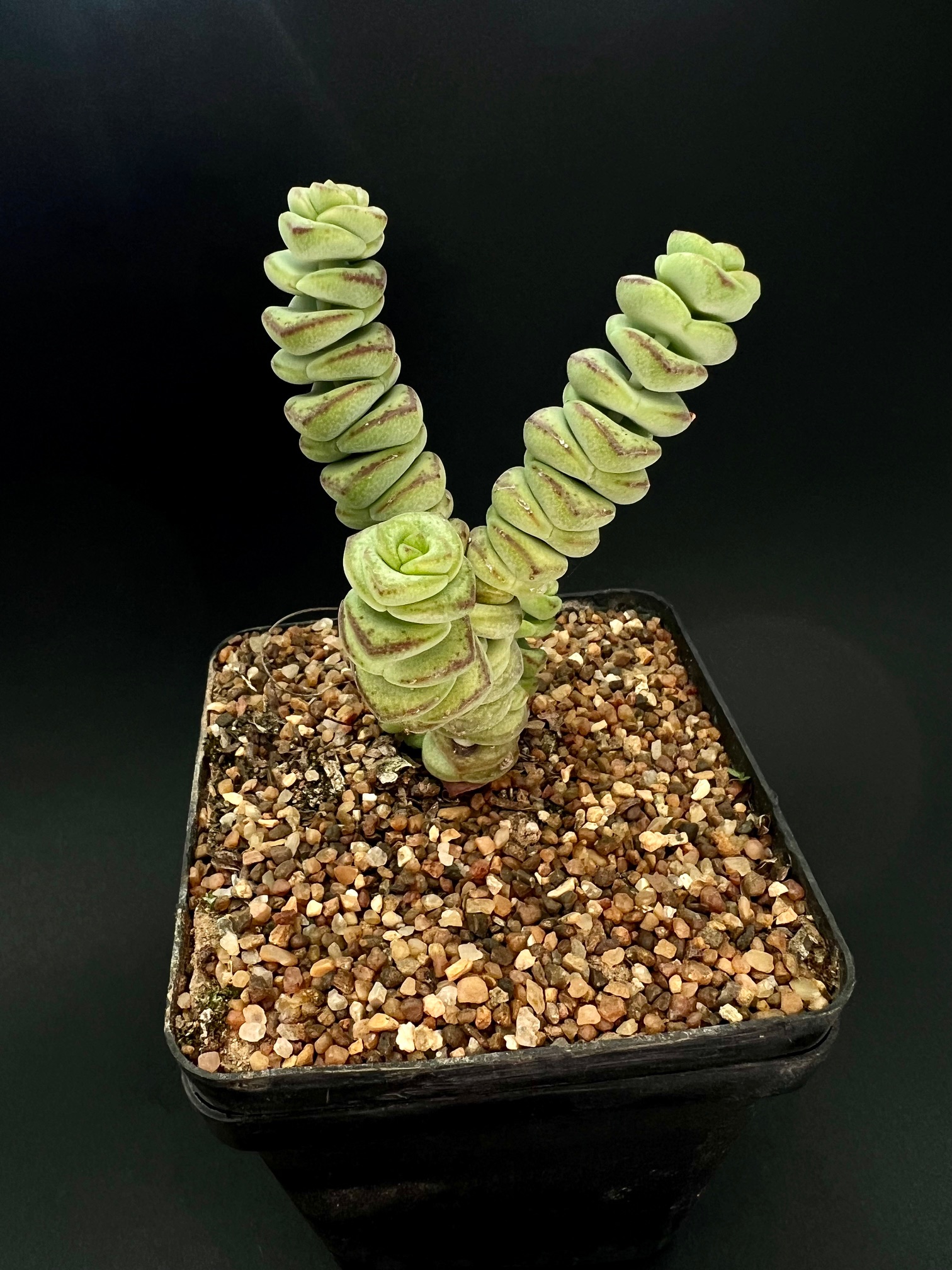 Crassula marnierana