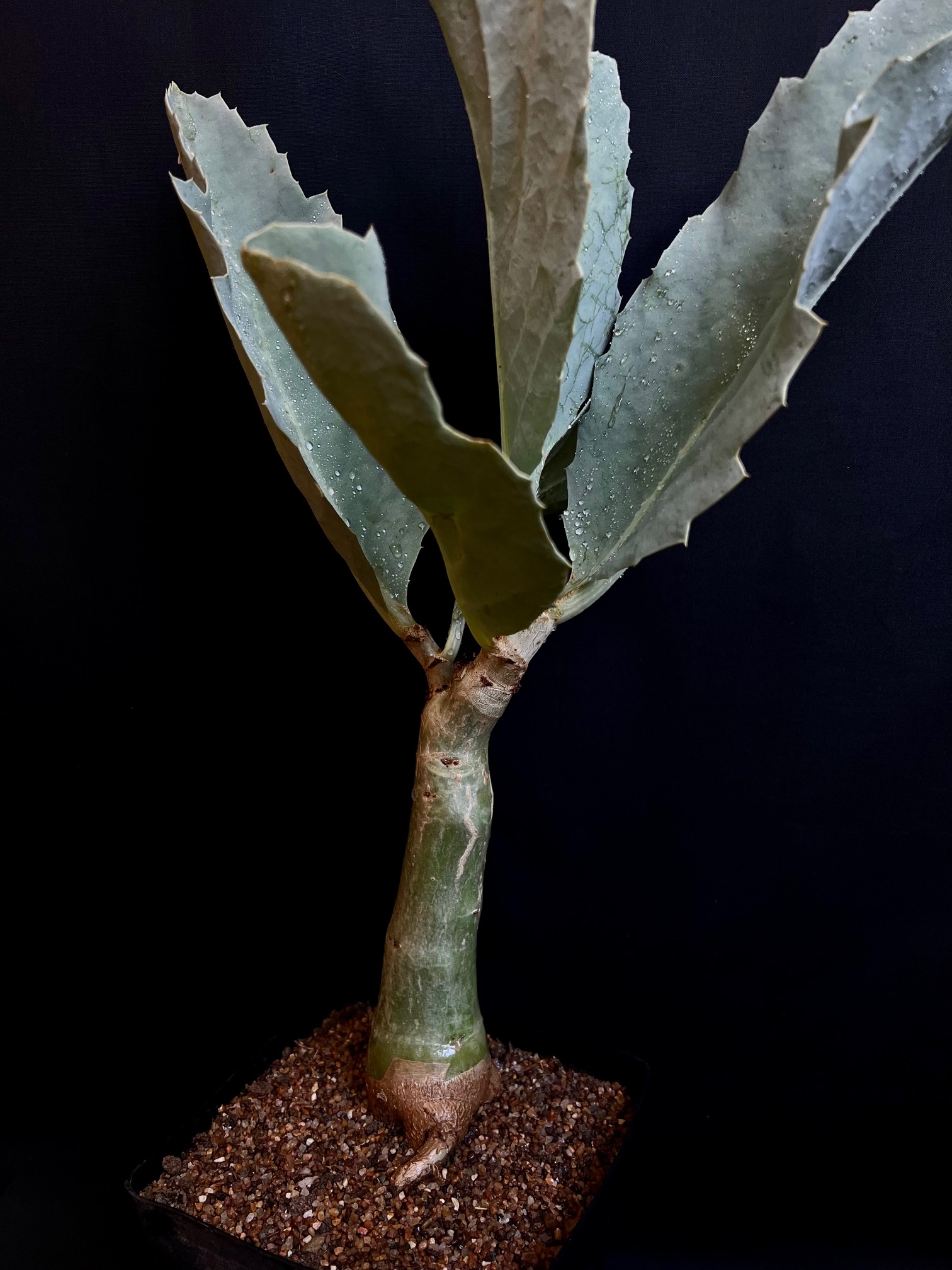 Cyphostemma juttae
