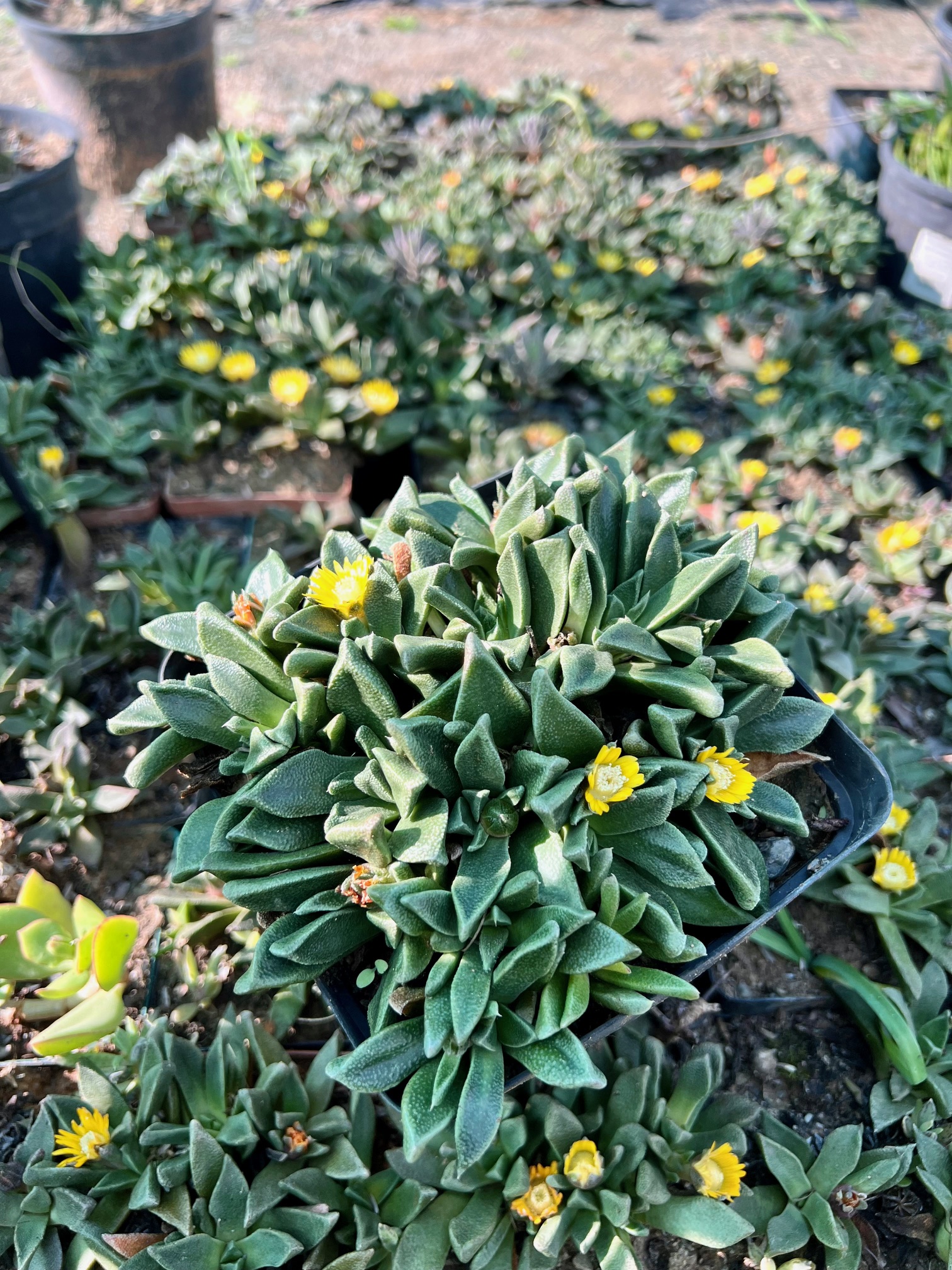 Deilanthe peersii