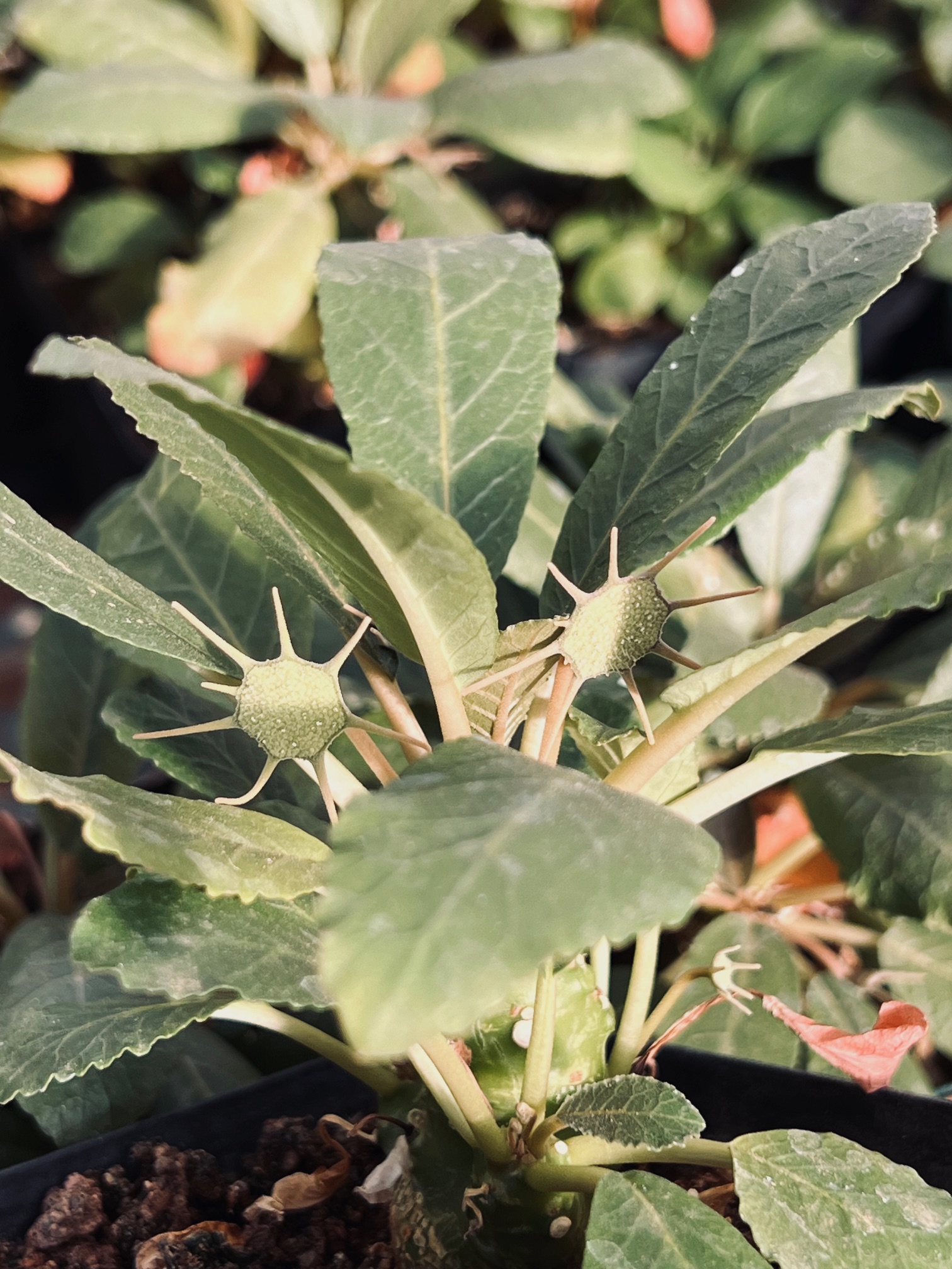 Dorstinia foetida