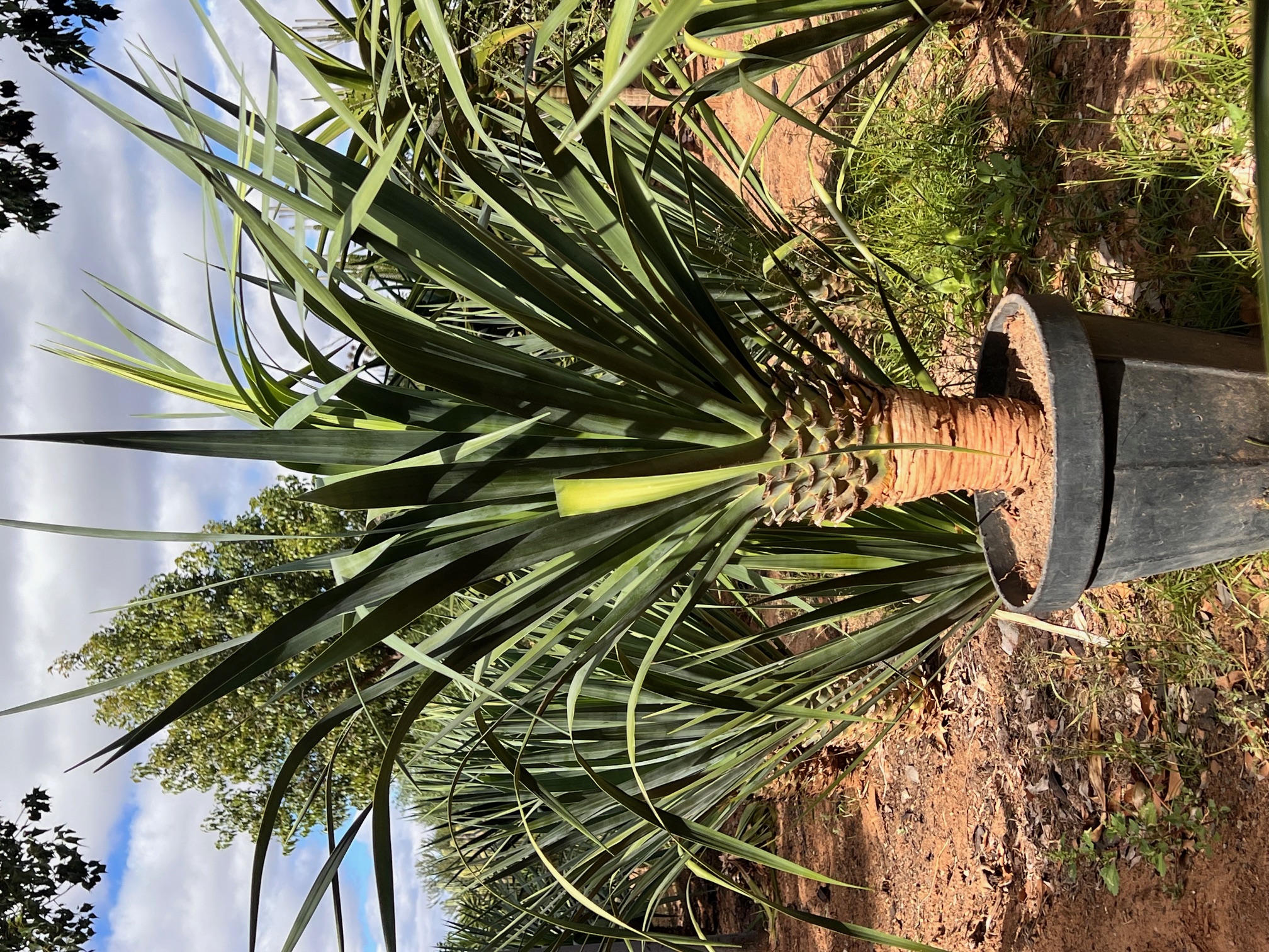 Dracaena draco