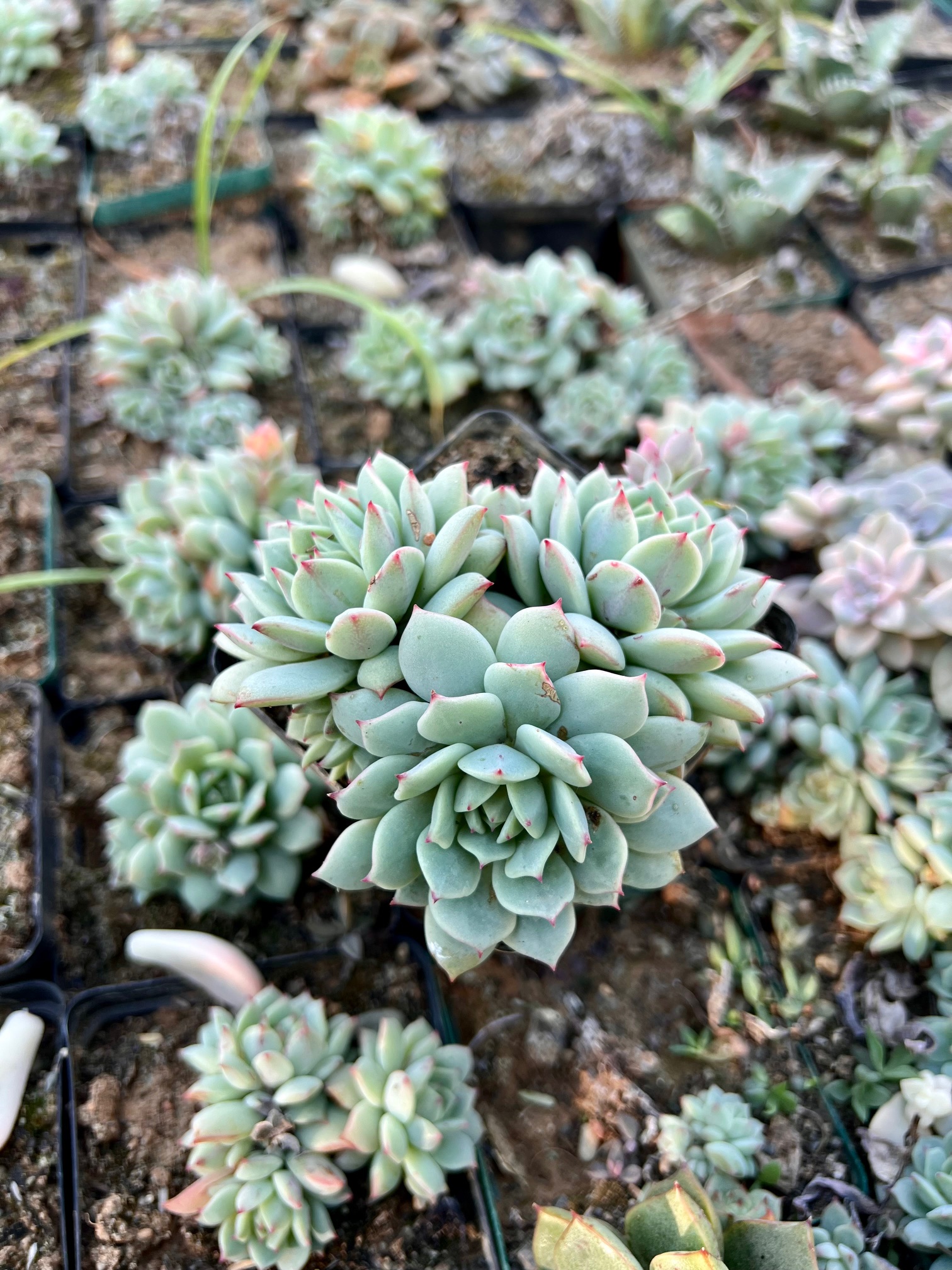 Echiveria alba