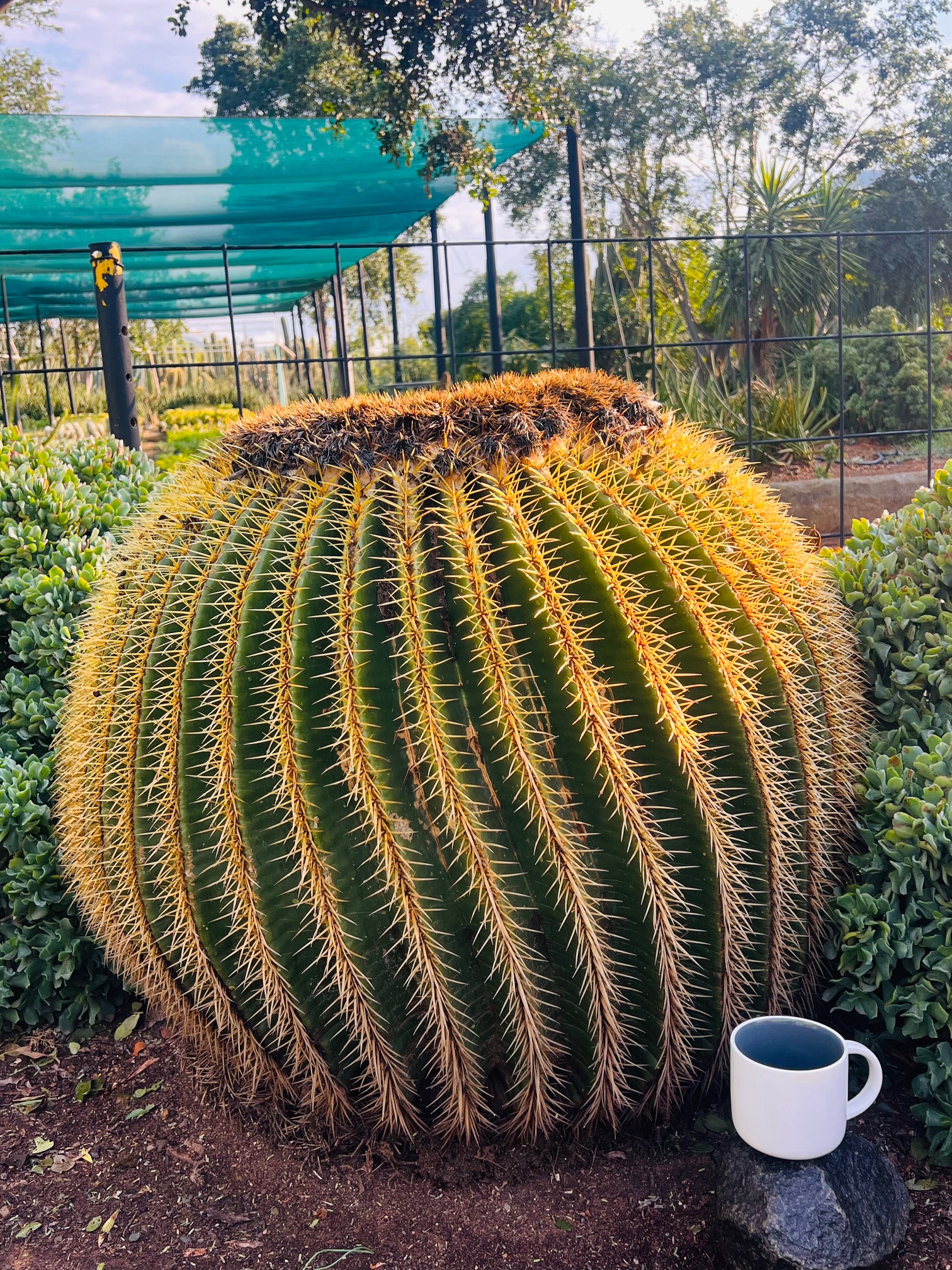 Echinocactus grusonii