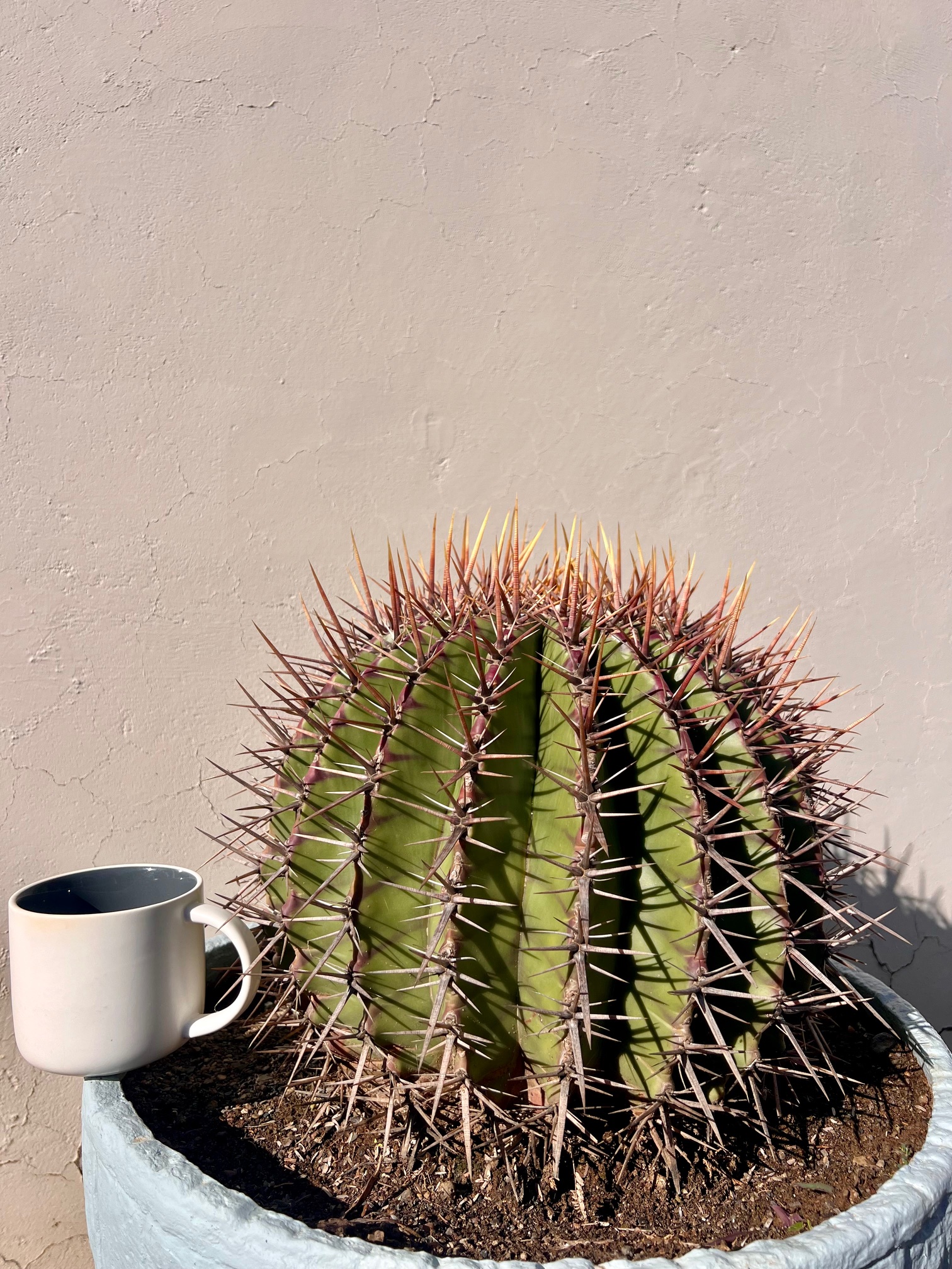 Echinocactus platyacanthus