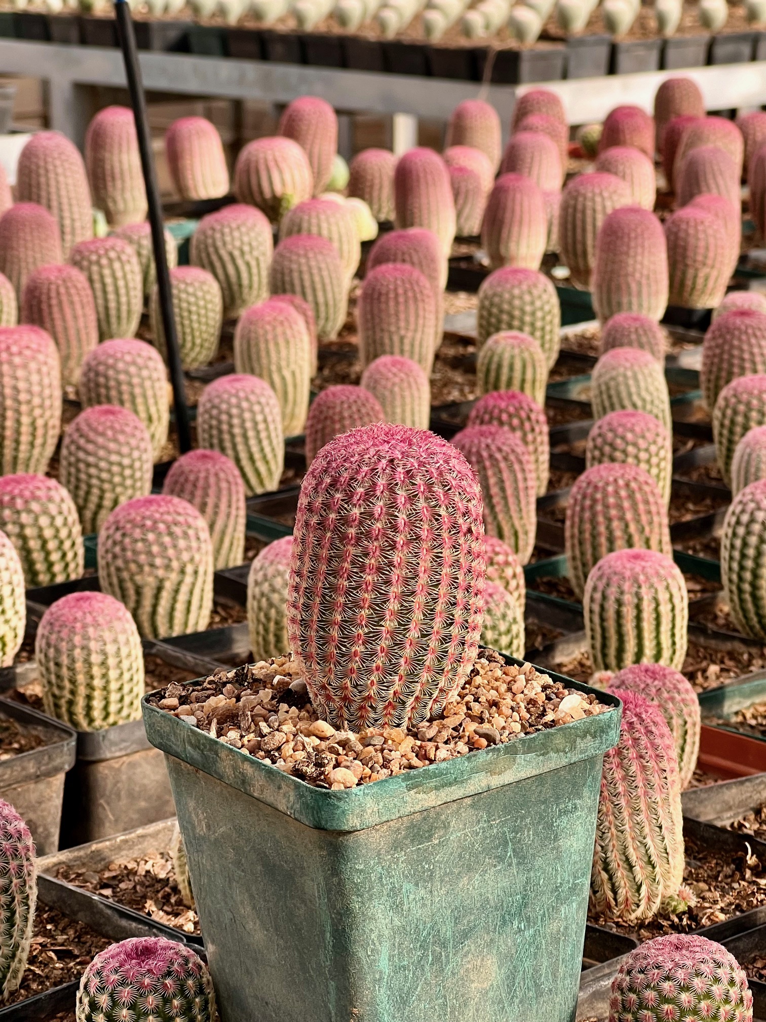 Echinocereus rigidissimus var. rubrispinus