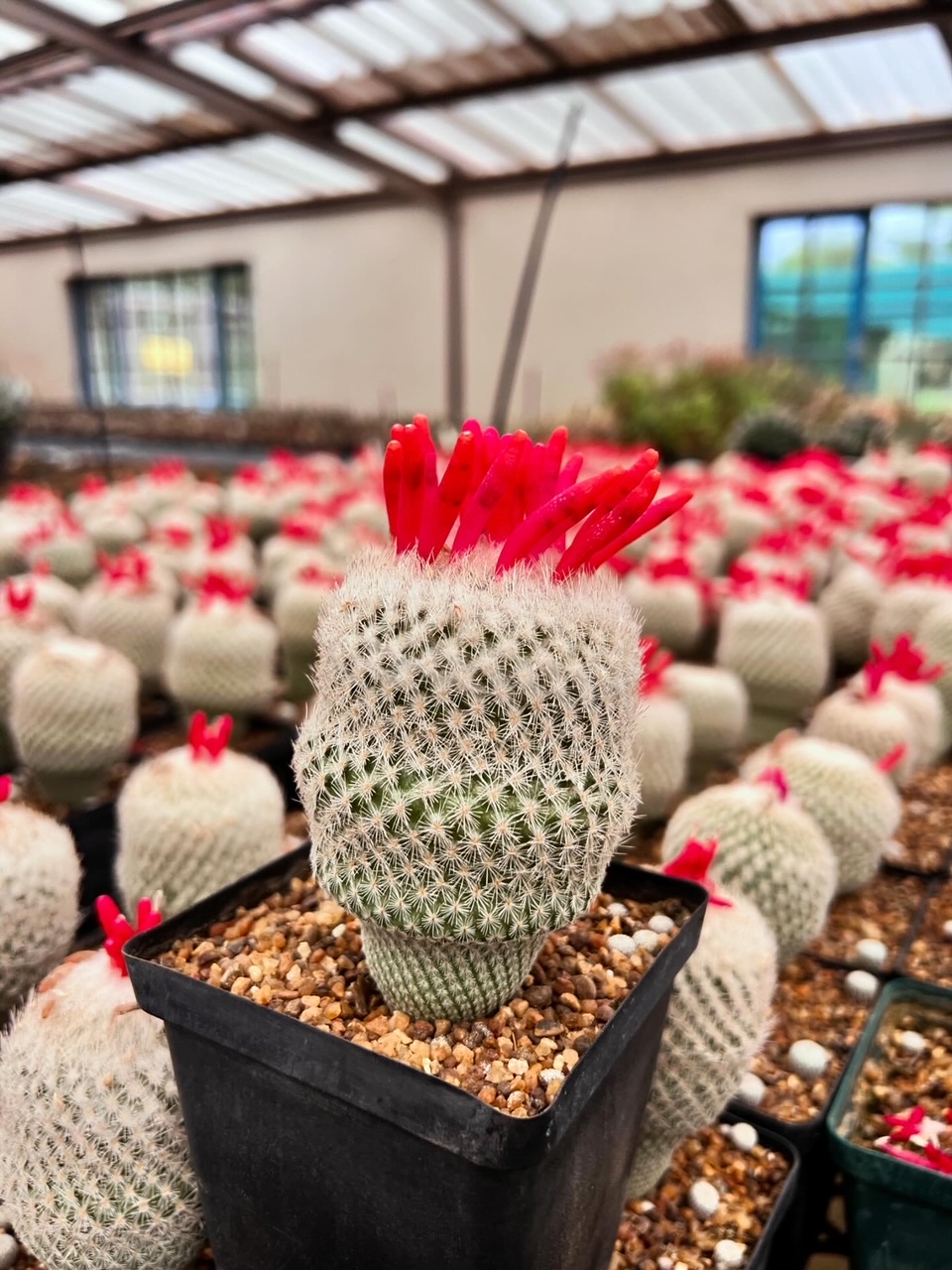 Epithelantha micromeris