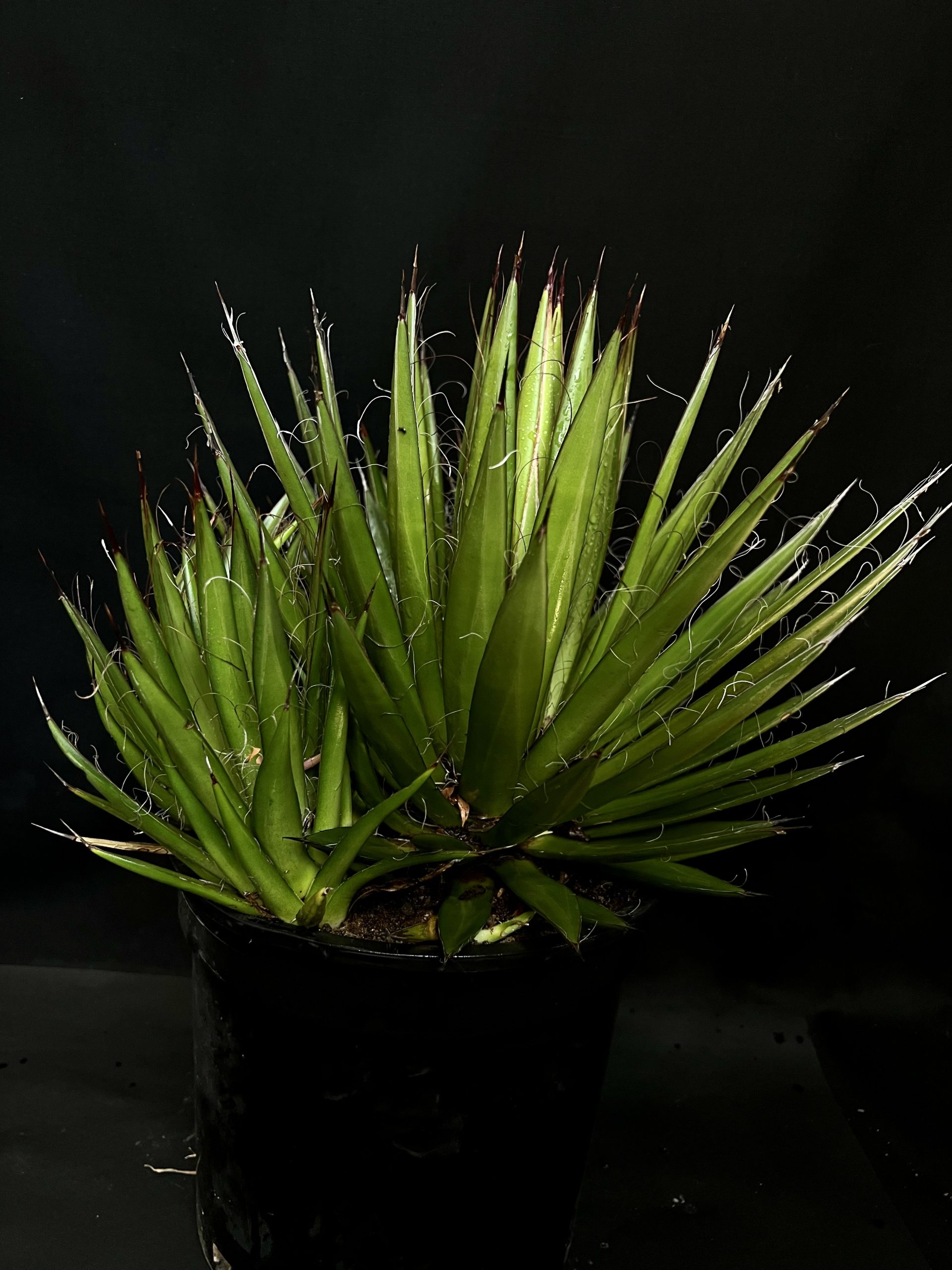 Agave filifera