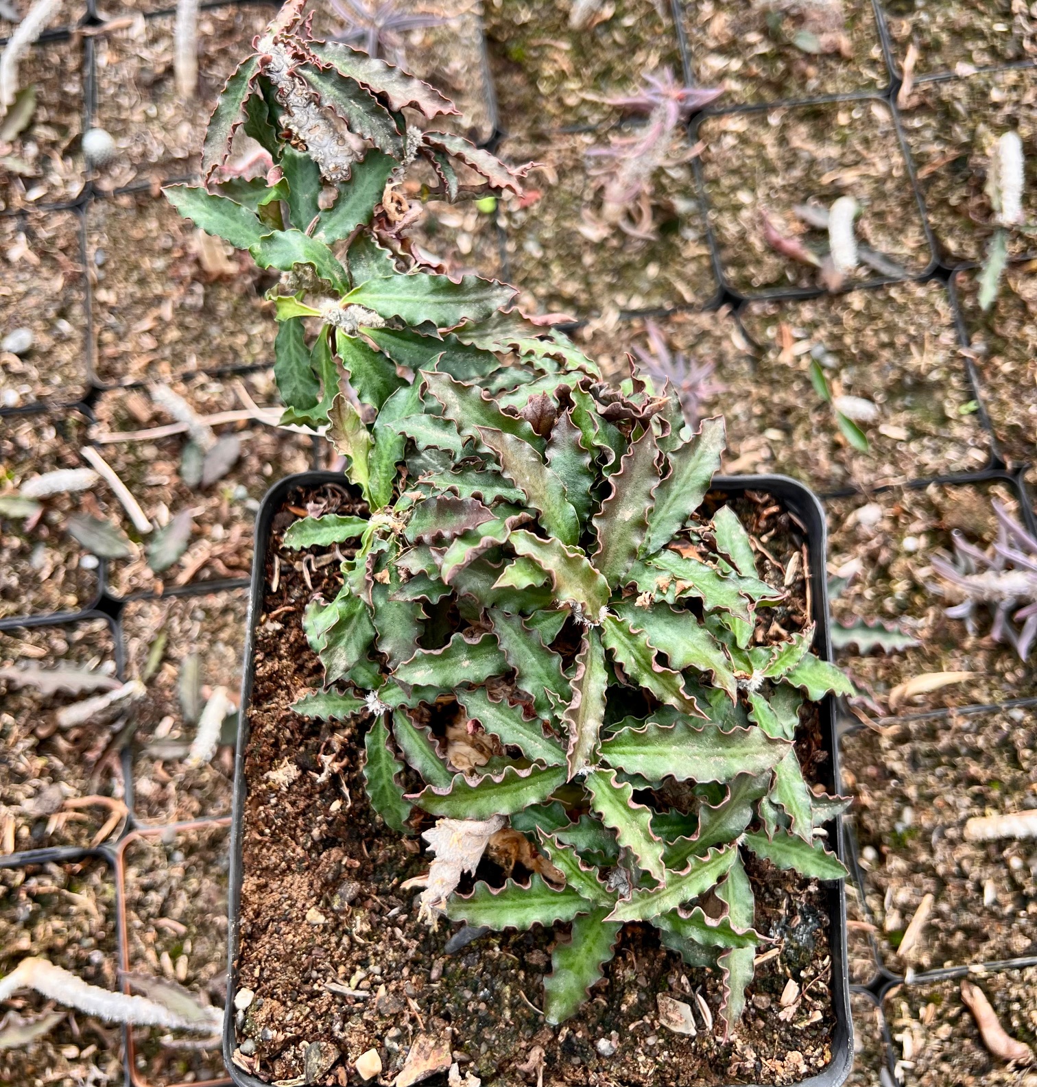Euphorbia capsaintmariensis
