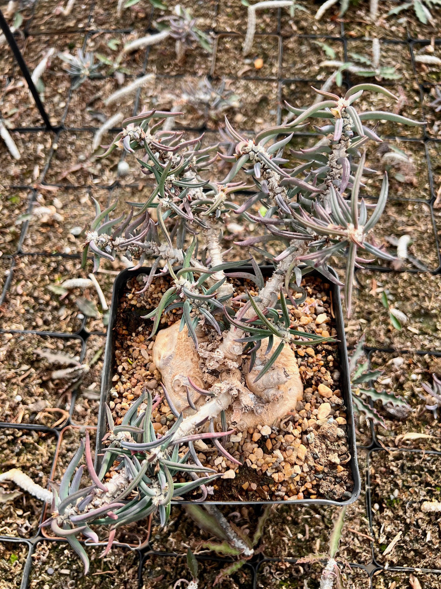 Euphorbia cylindrafolia var. tuberosa