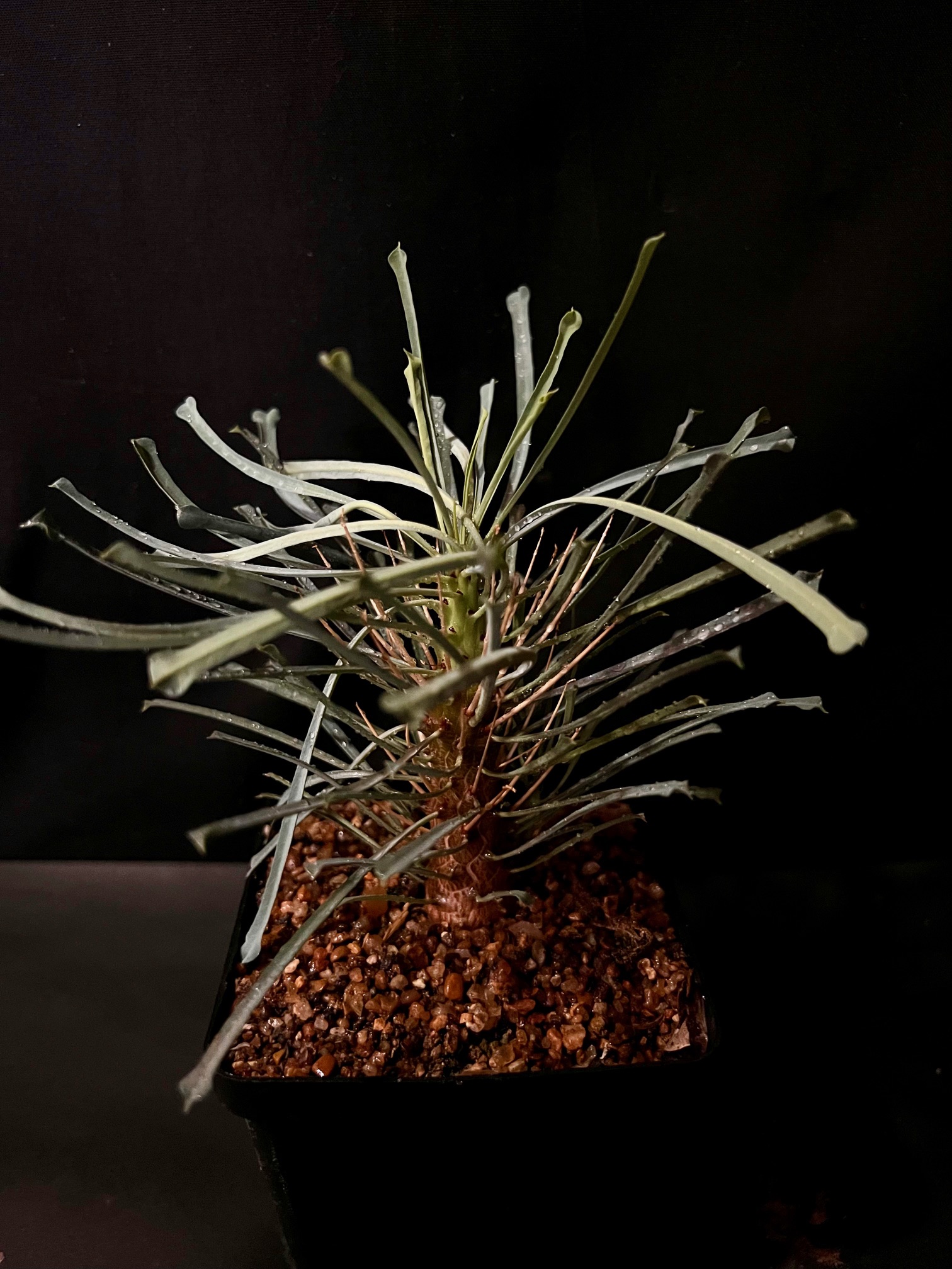 Euphorbia multiceps
