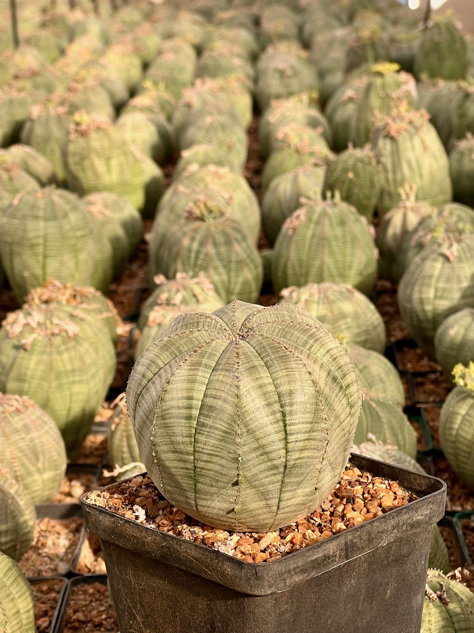 Euphorbia obesa