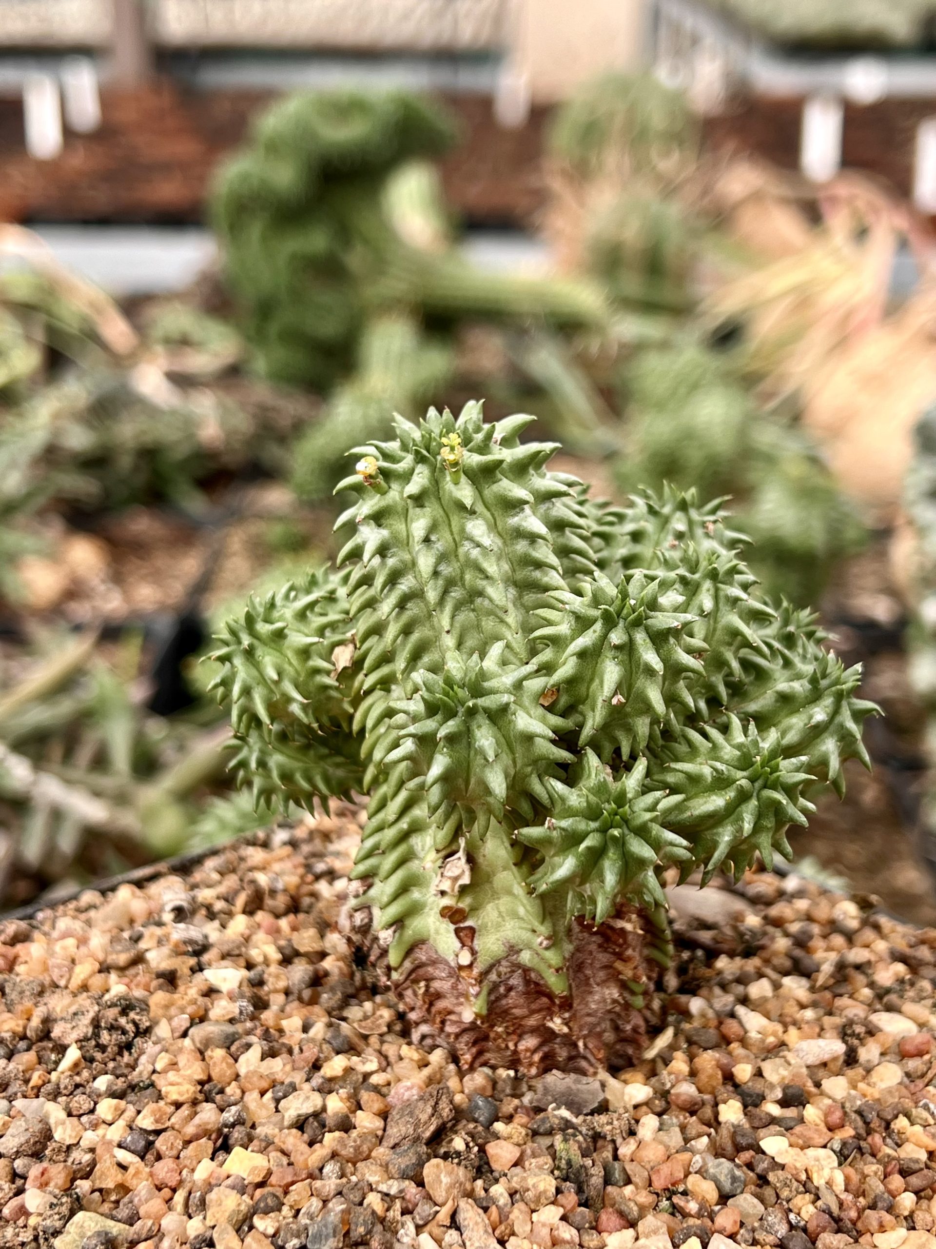 Euphorbia susannae