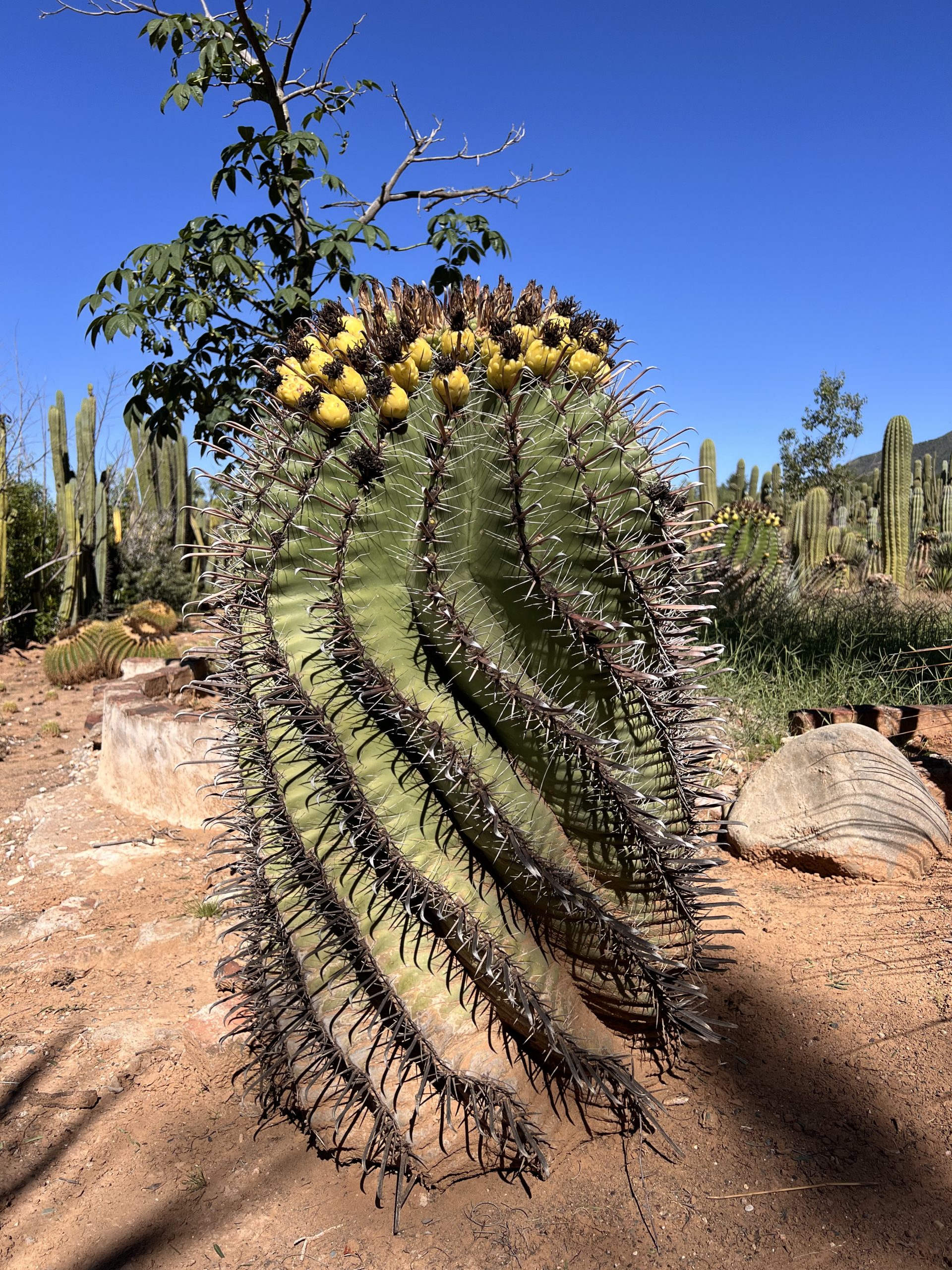 Ferocactus horridus