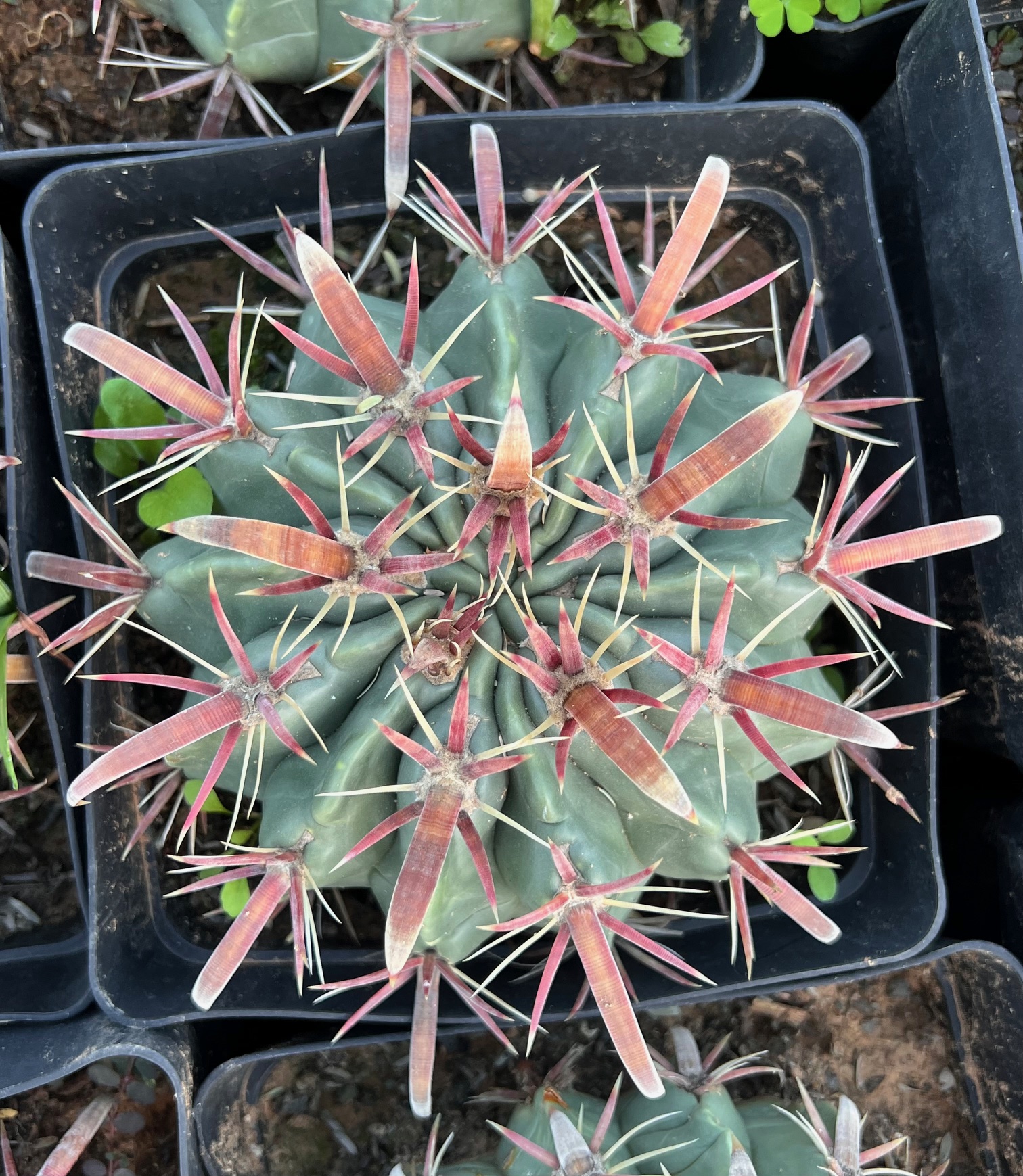 Ferocactus latispinus