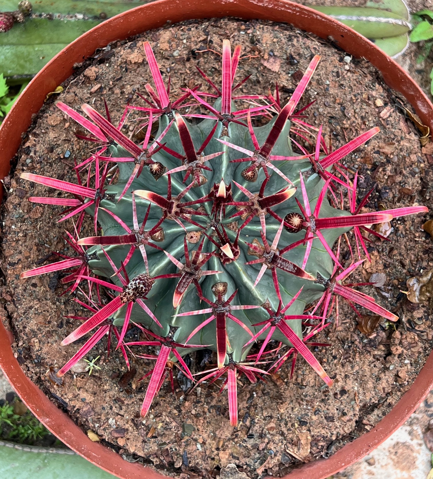 Ferocactus nobilis