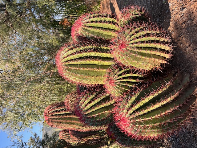 Ferocactus stainesii