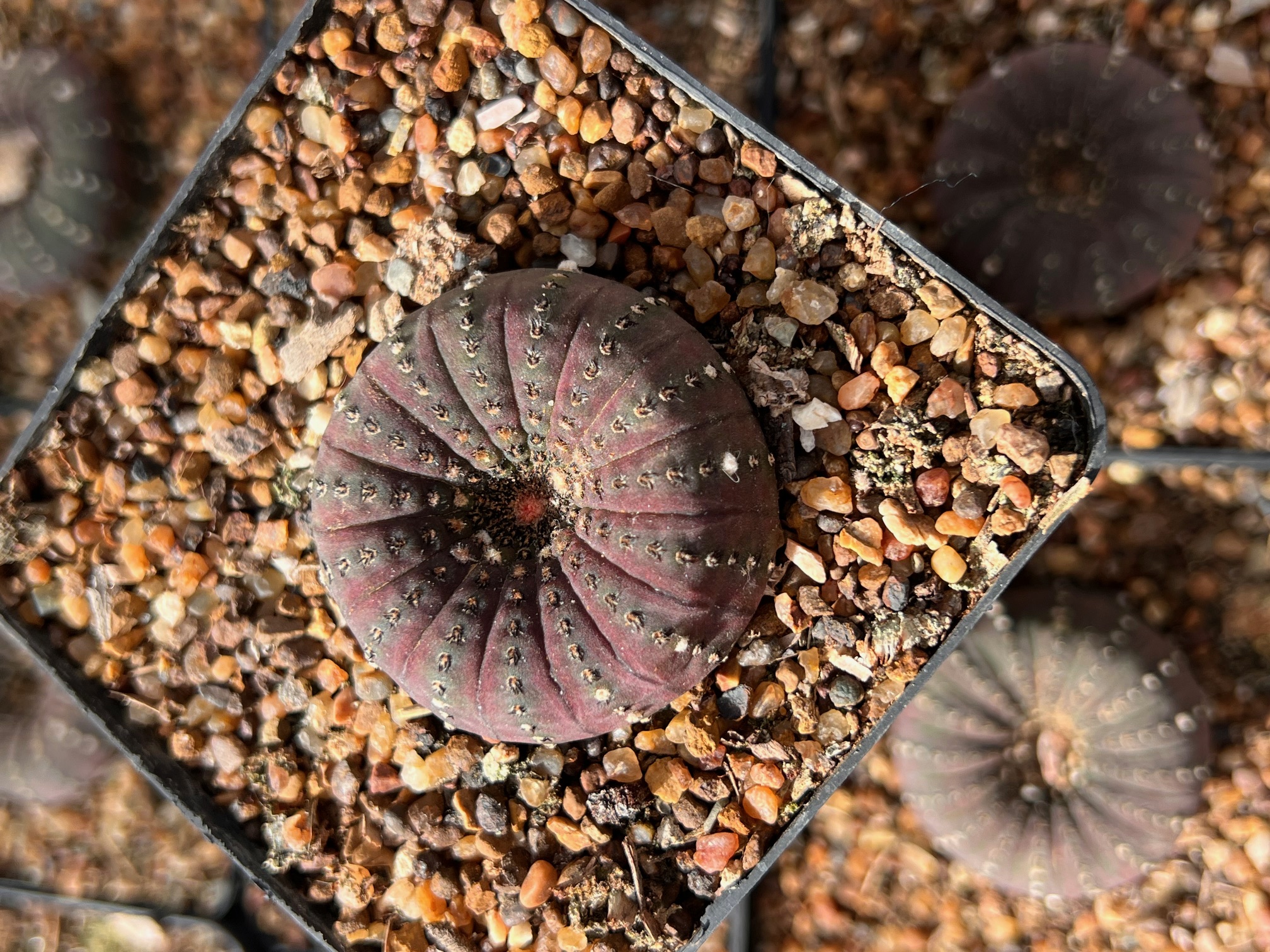 Frailea castanea