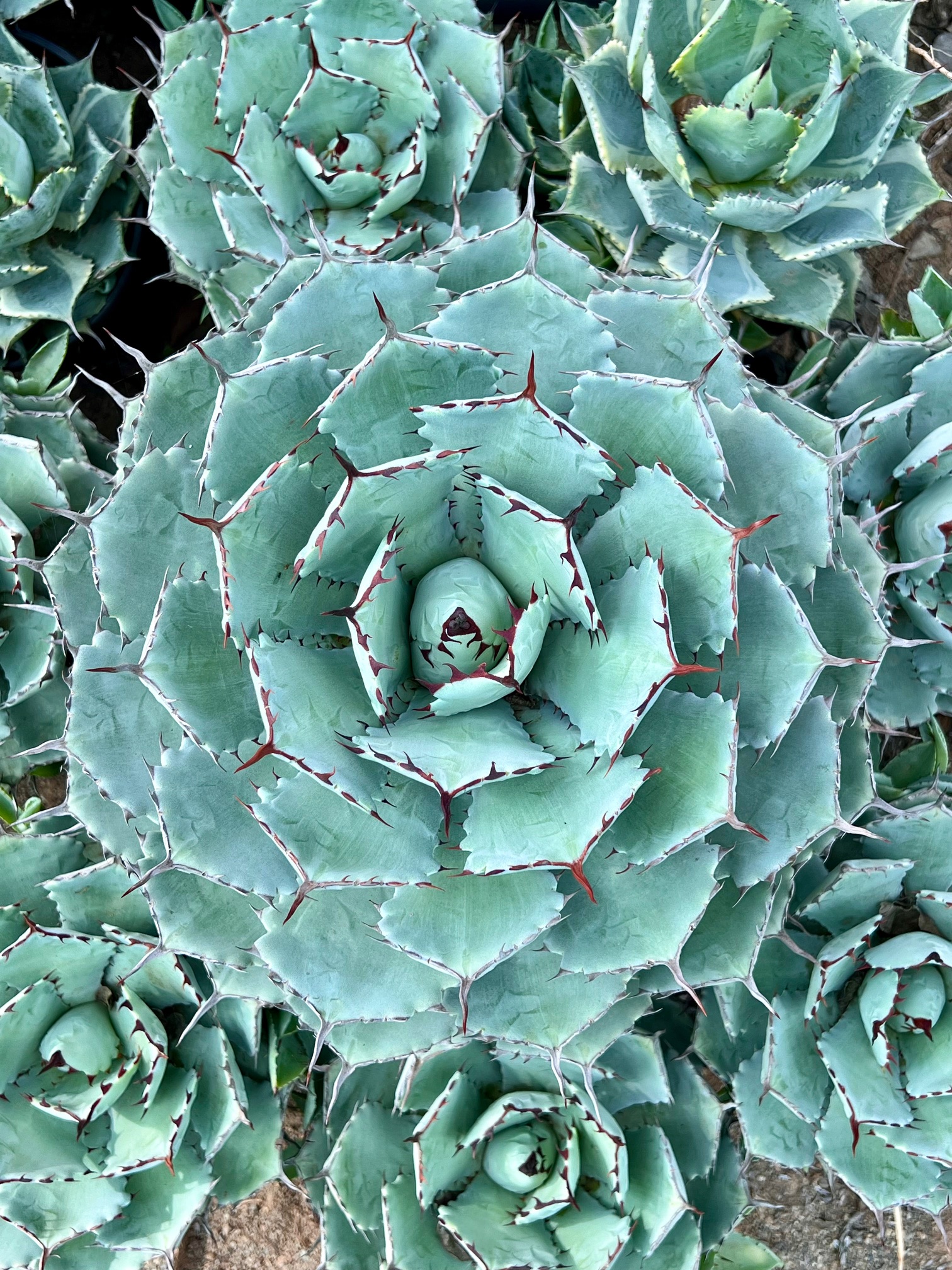 Agave isthmensis