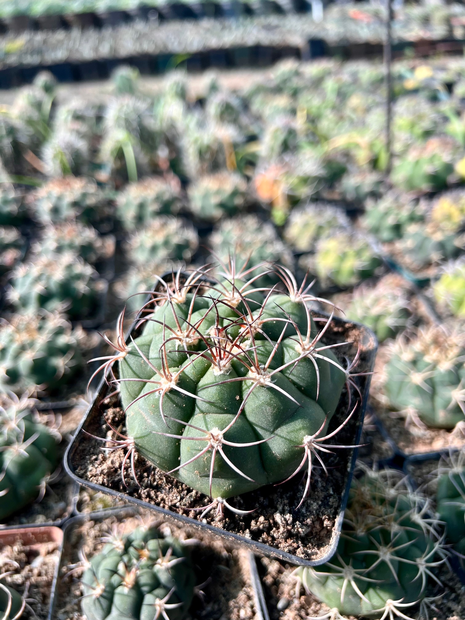 Gymnocalacium saglione