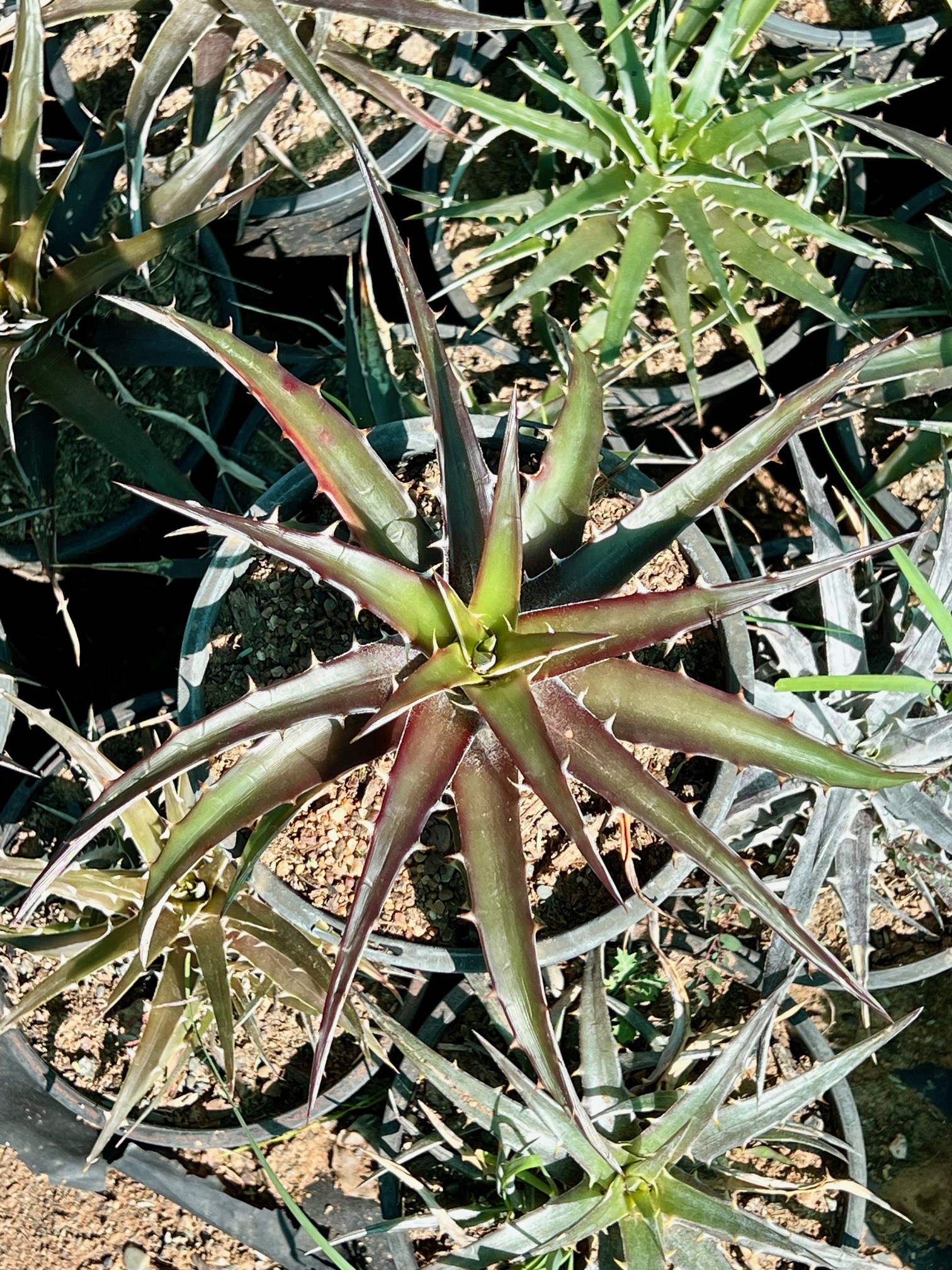 Hechtia brevifolia cv.