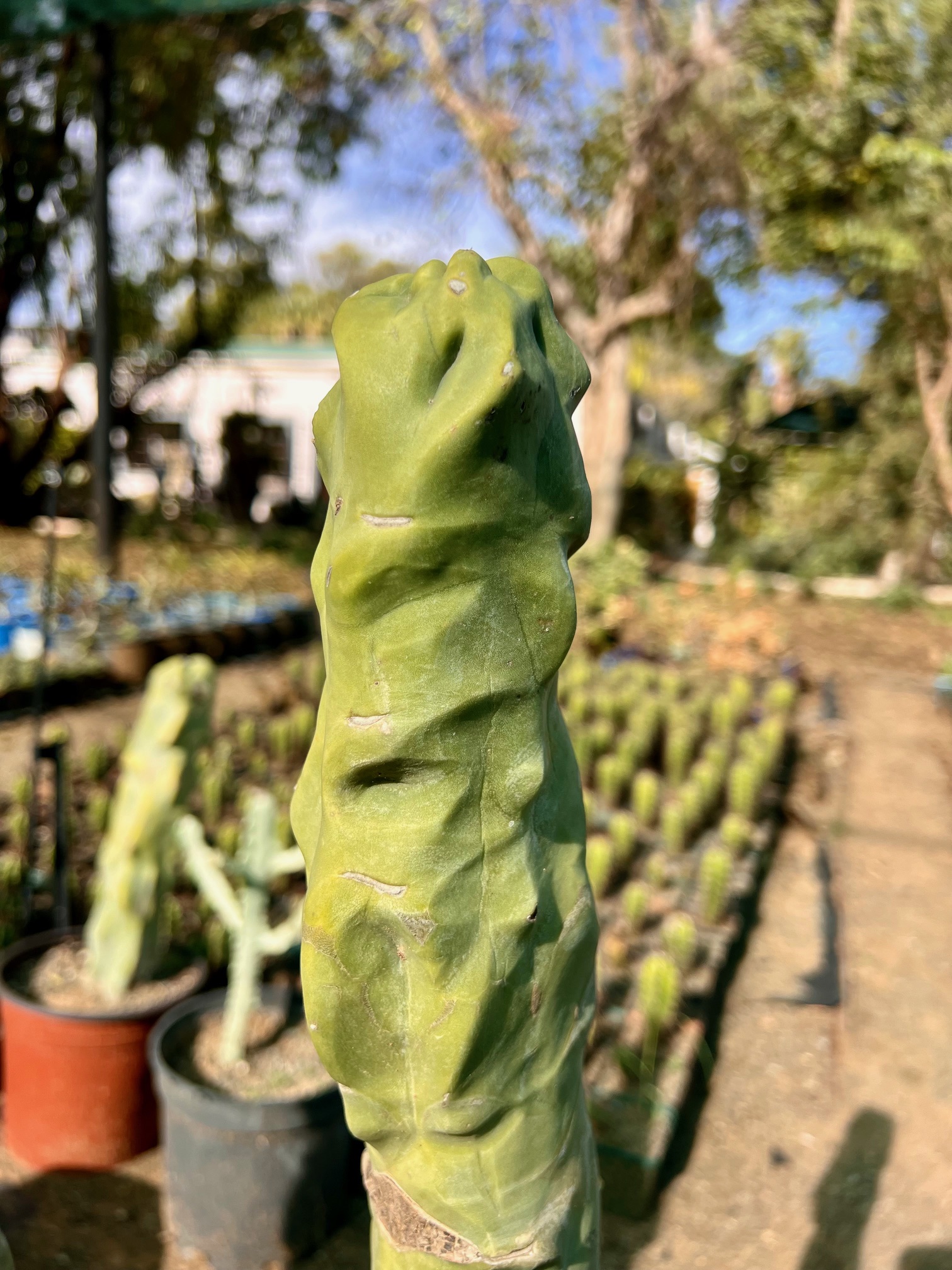 Lophocereus schotti var. monstrous