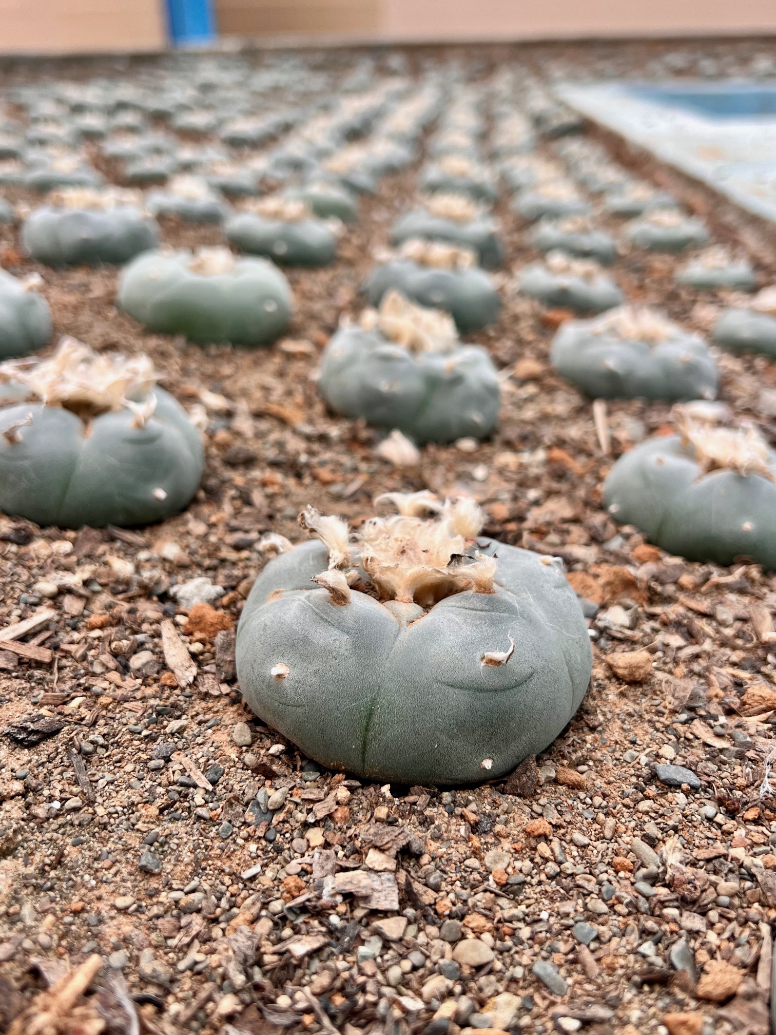 Lophophora williamsii