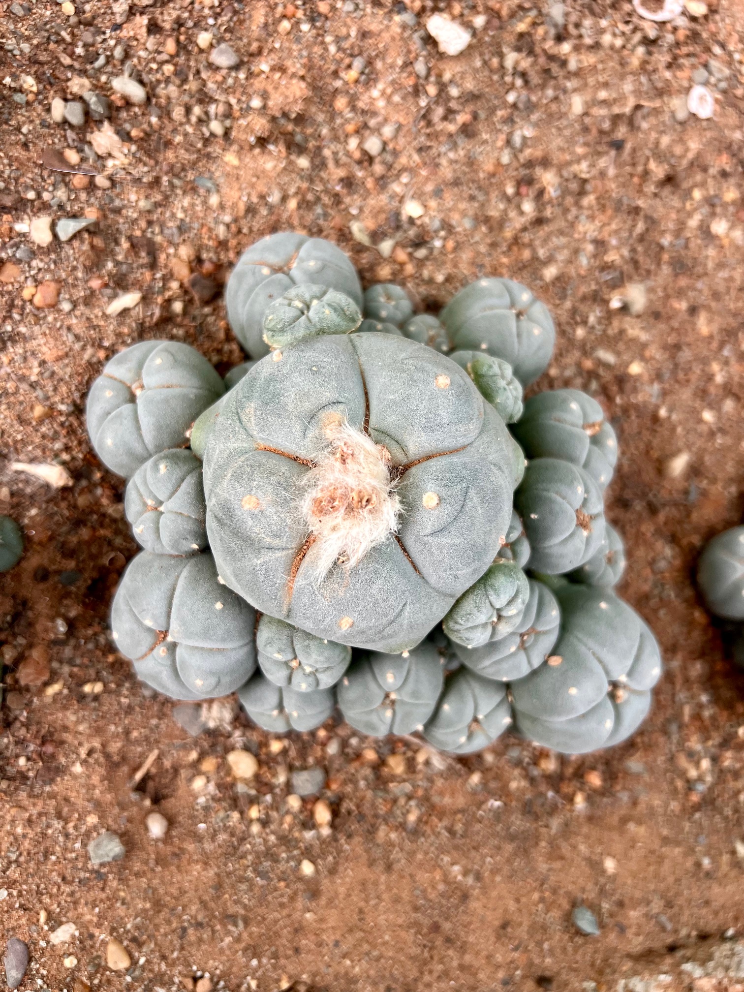 Lophophora williamsii var. caespitosa