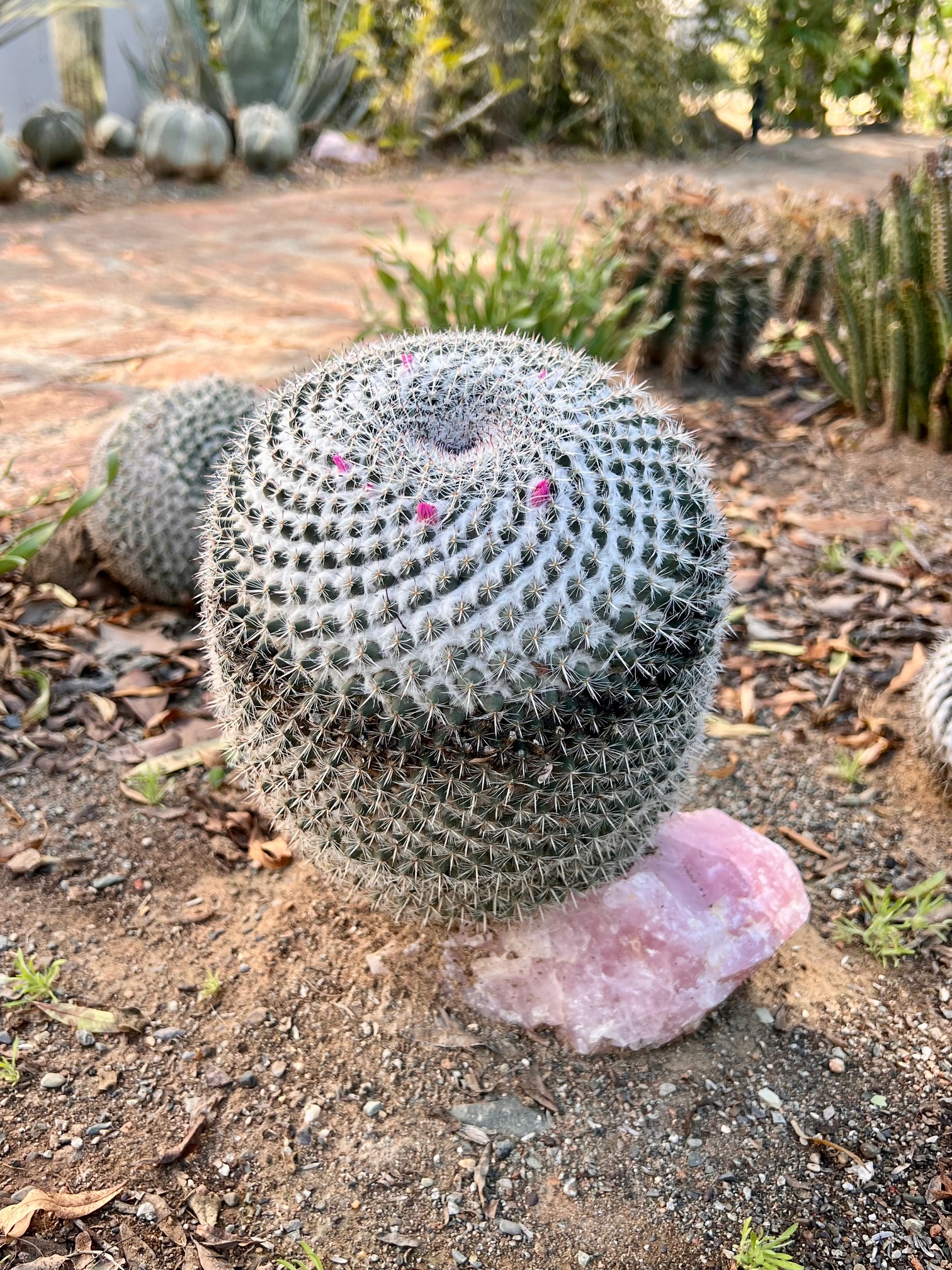 Mammillaria haniahana