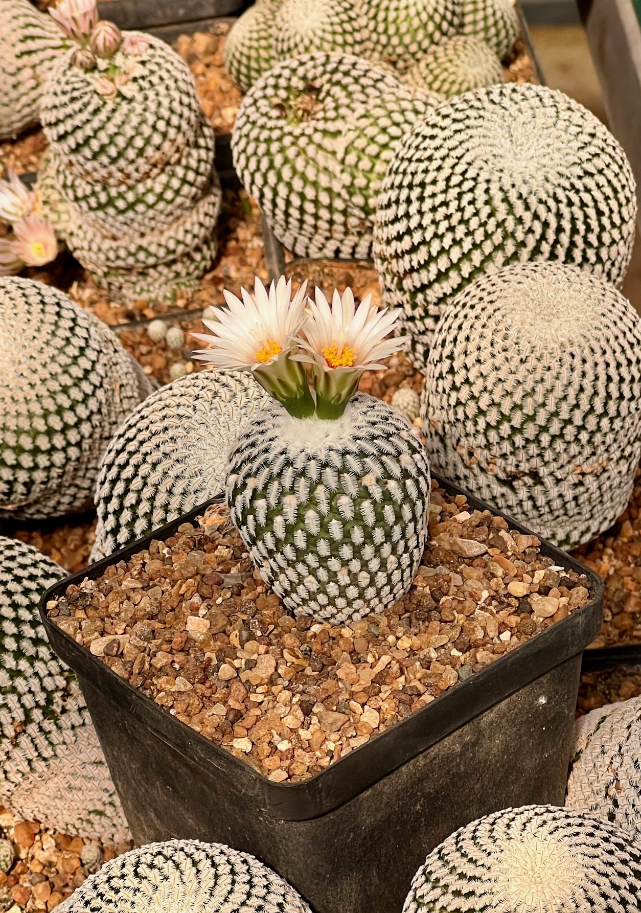 Mammillaria solisioides