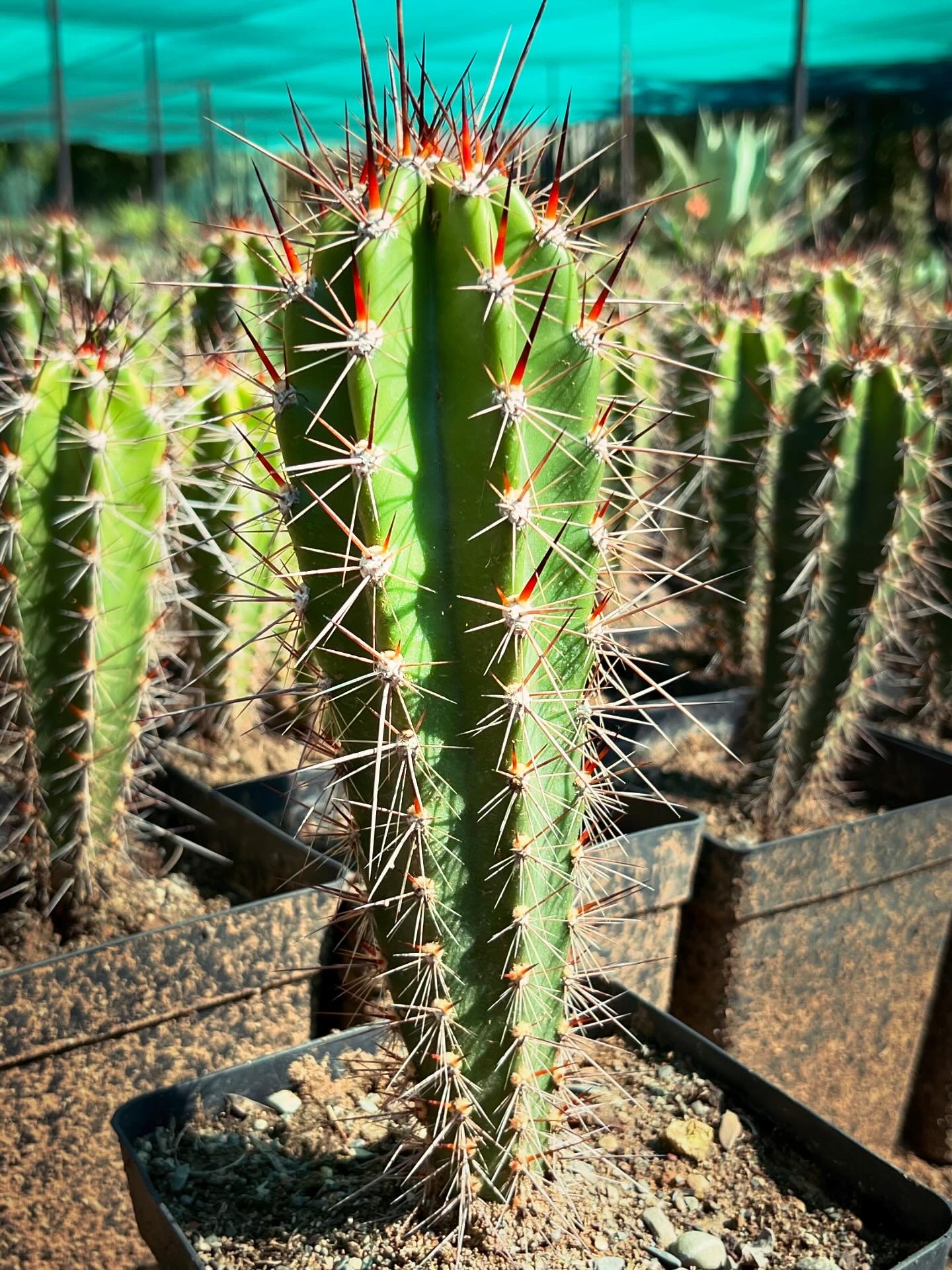 Neoraimondia herzogiana