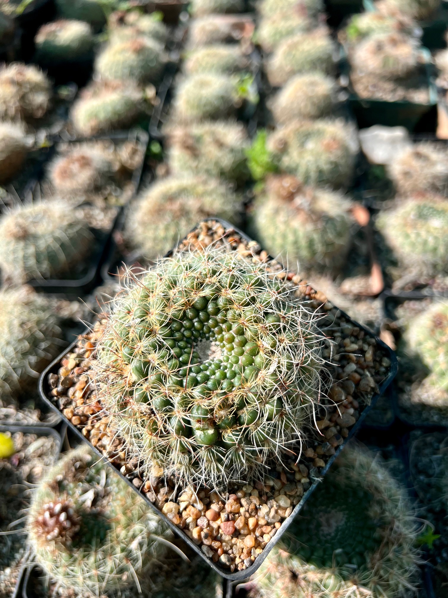 Notocactus ottonis