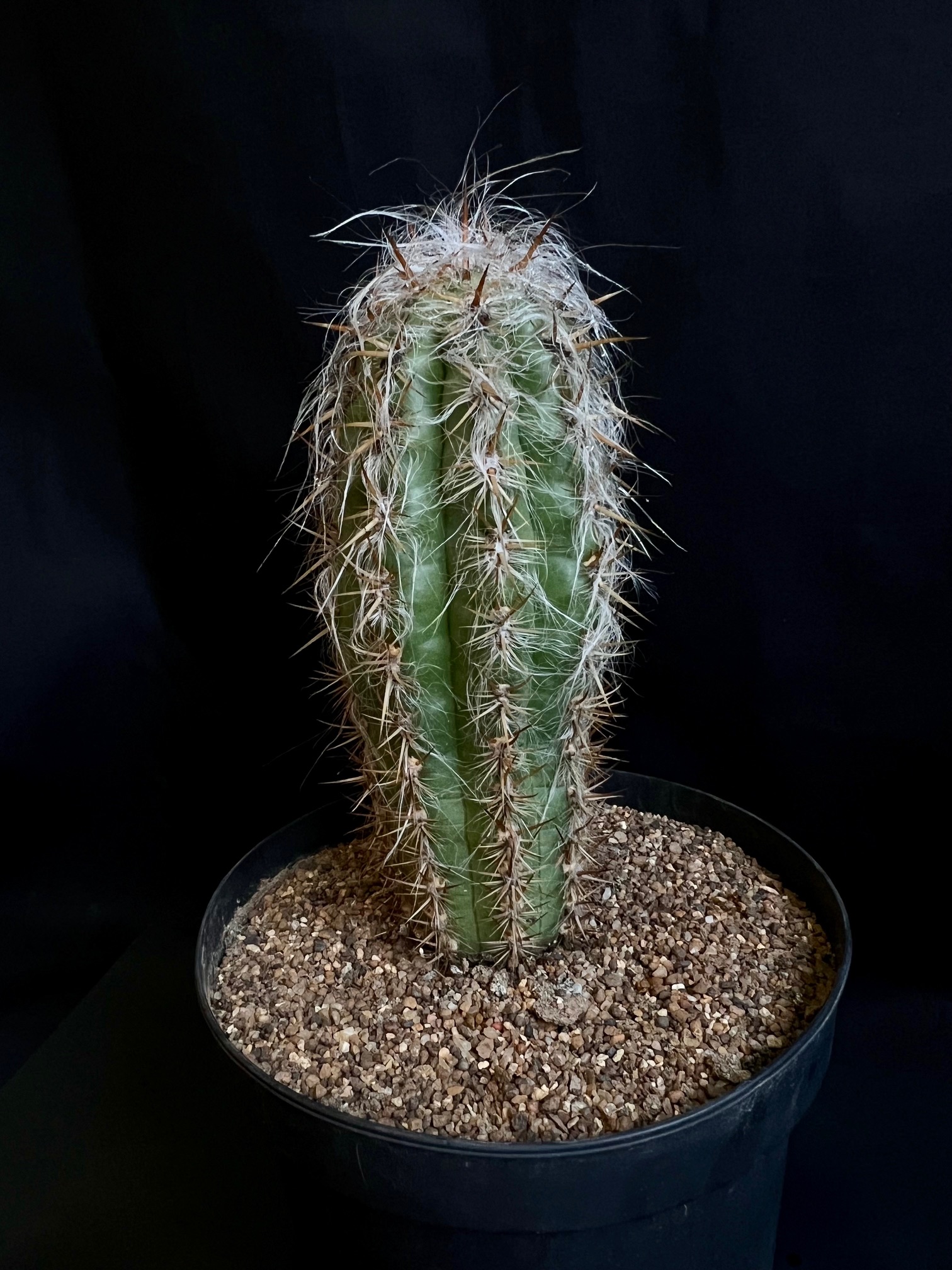 Oreocereus celcianus