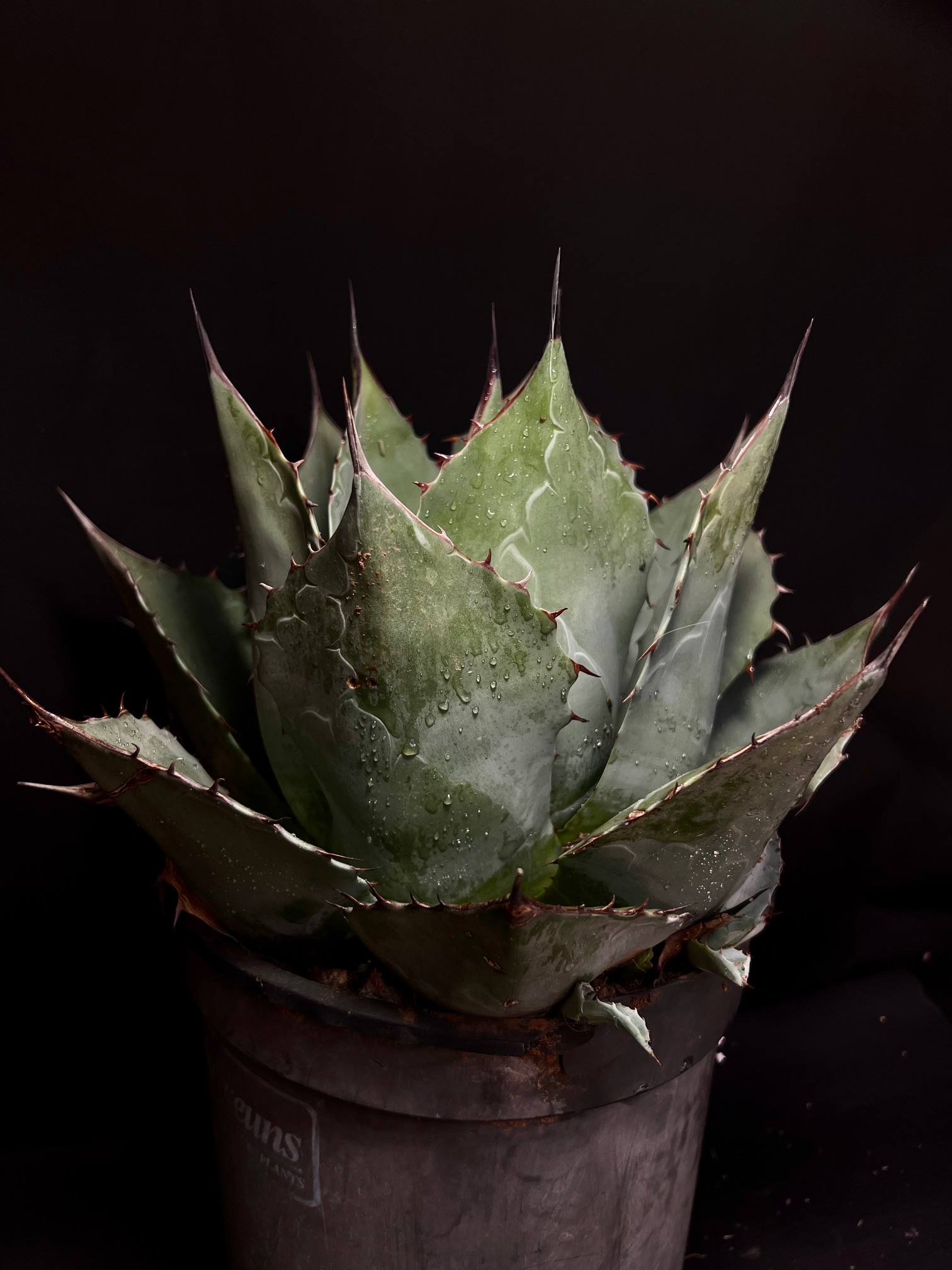 Agave parrasana