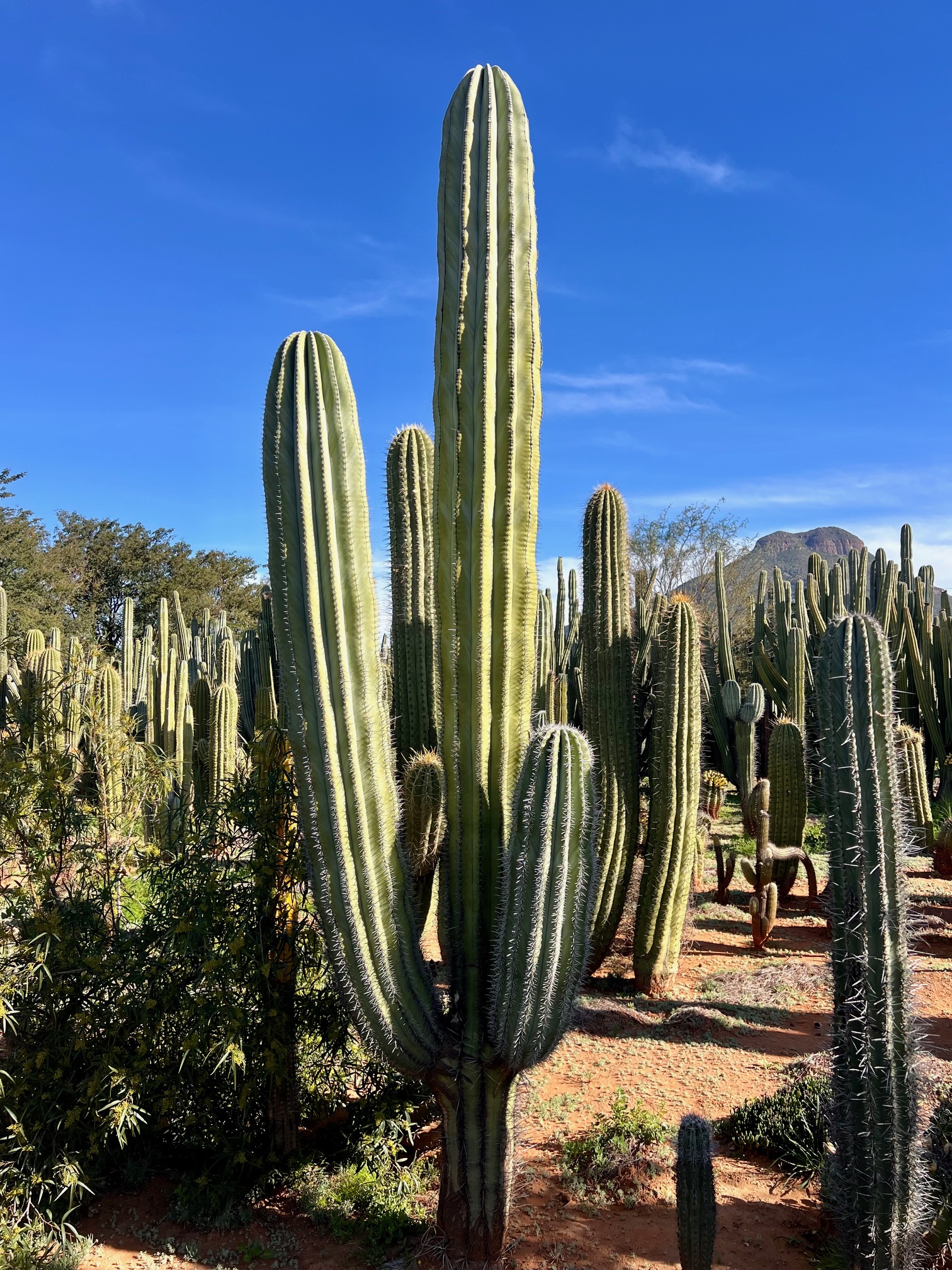 Pachycereus pringleii