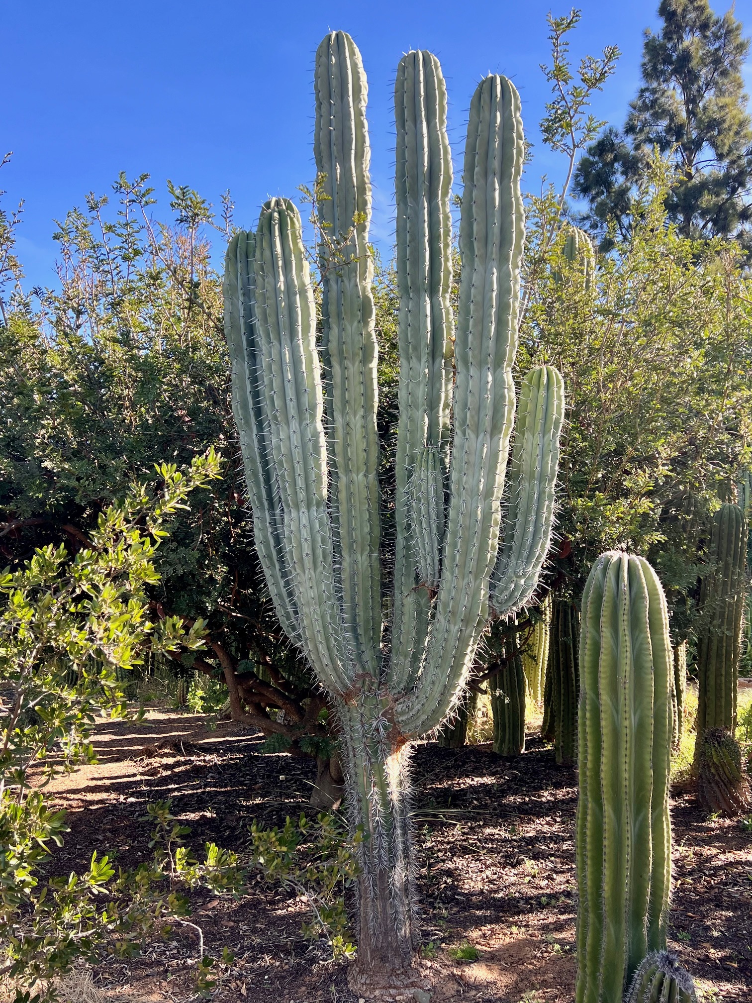 Pachycereus weberii