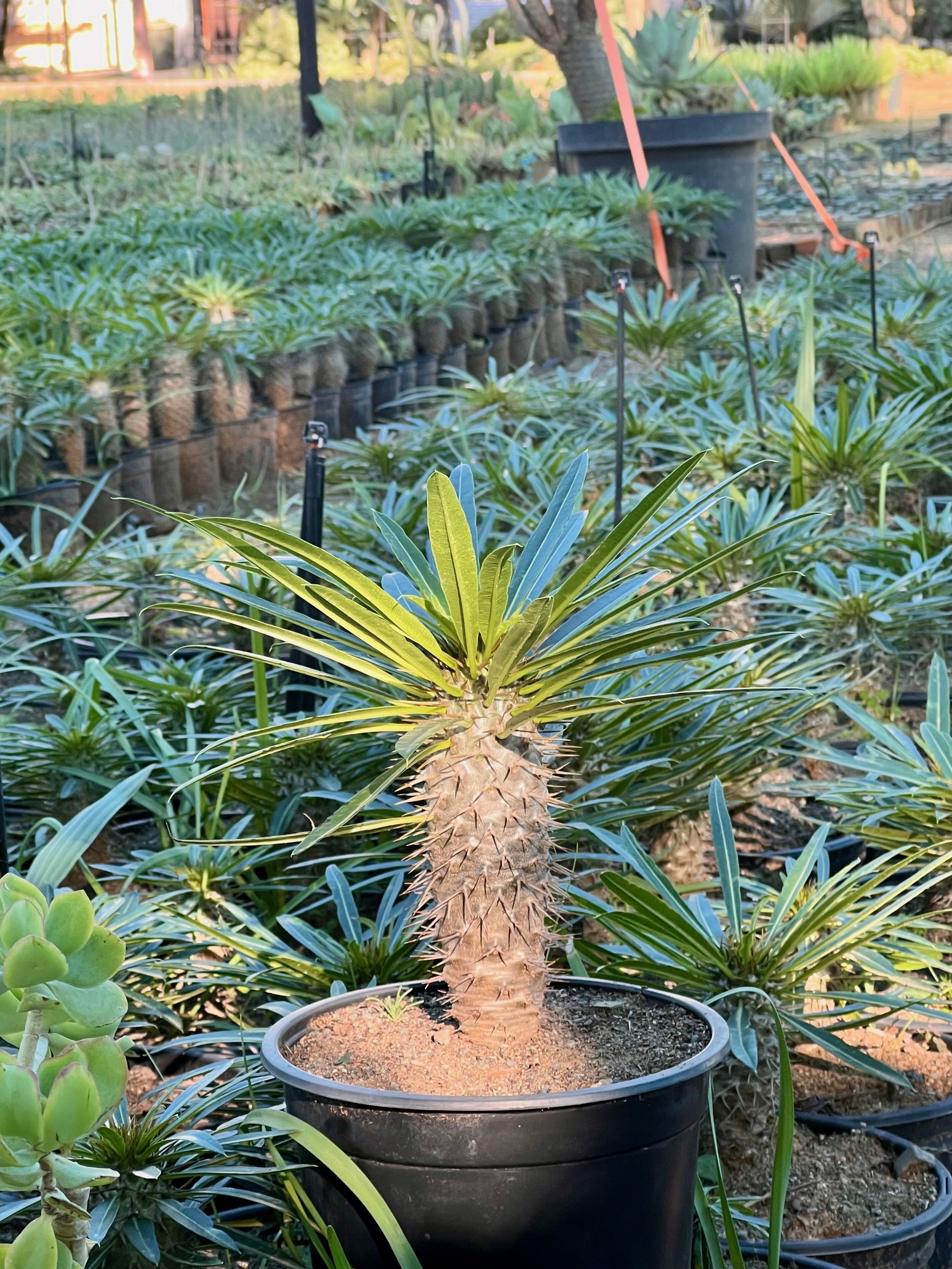 Pachypodium lamerei