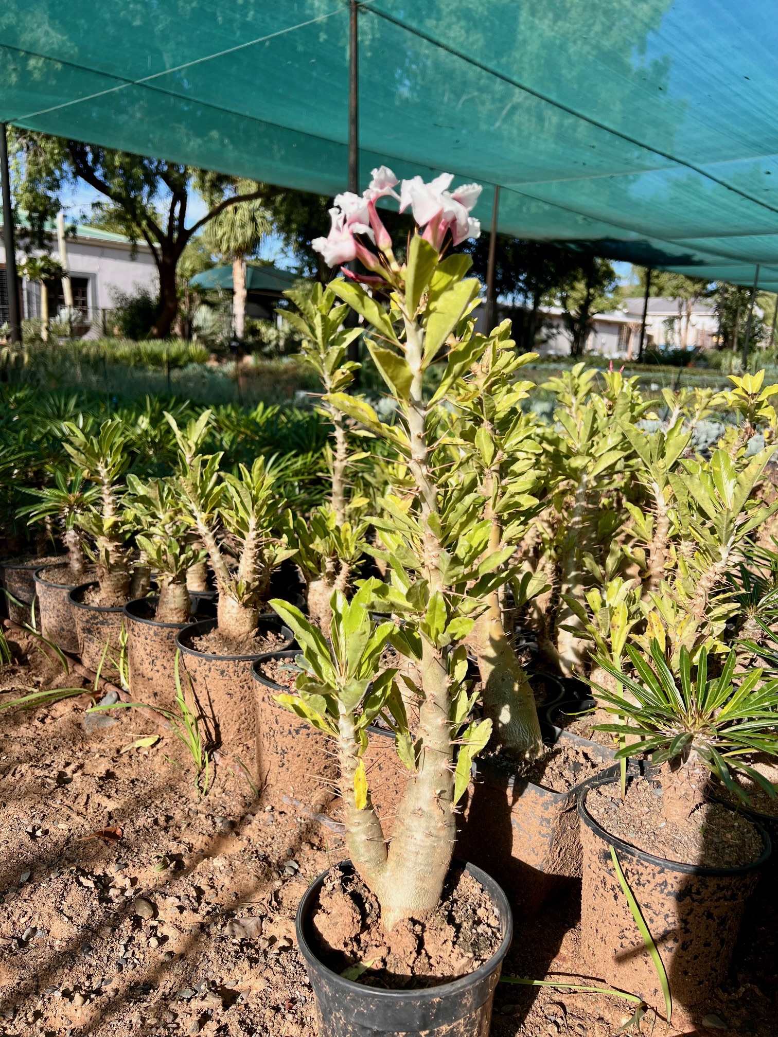 Pachypodium saundersii