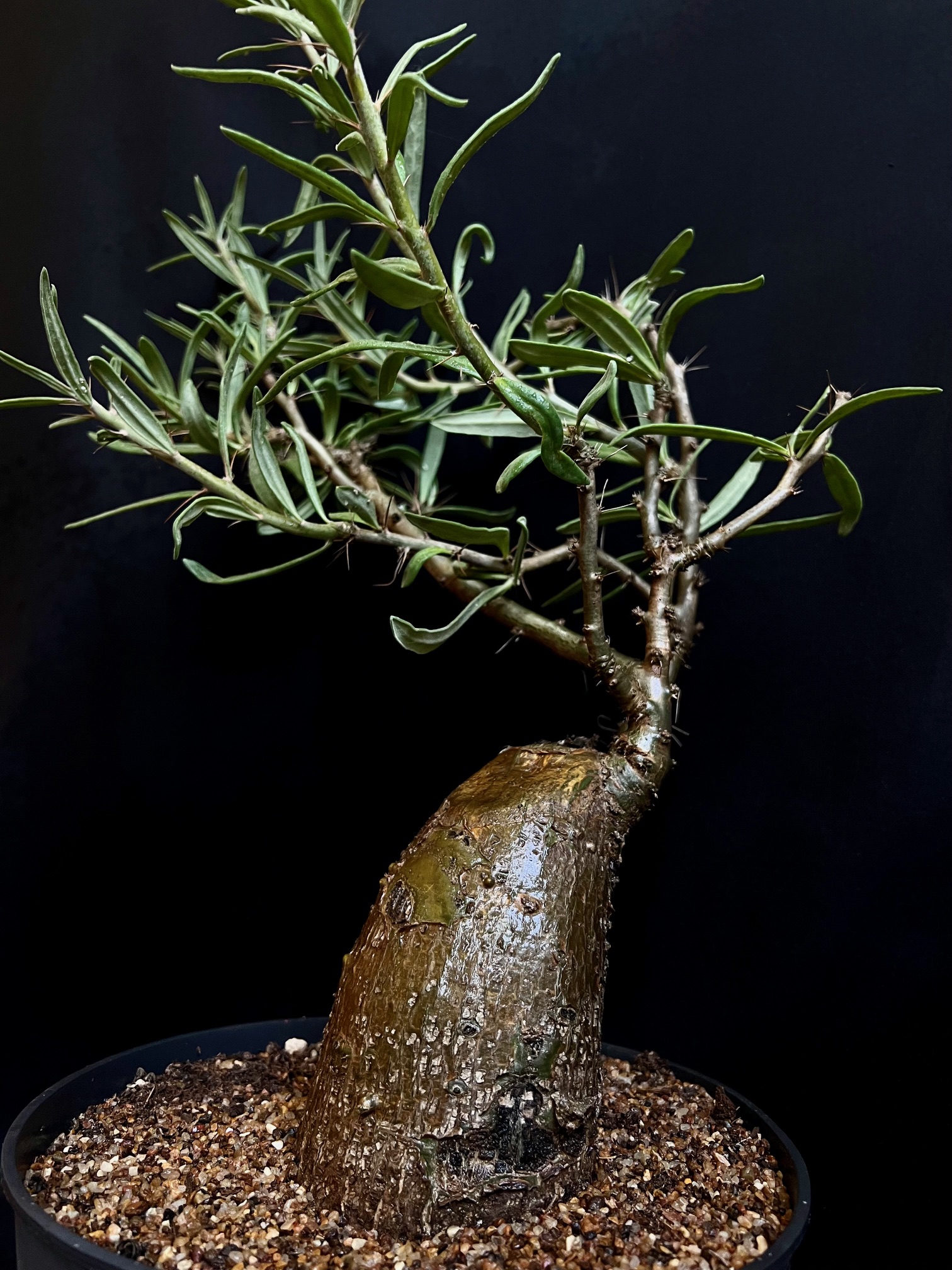 Pachypodium succulentum