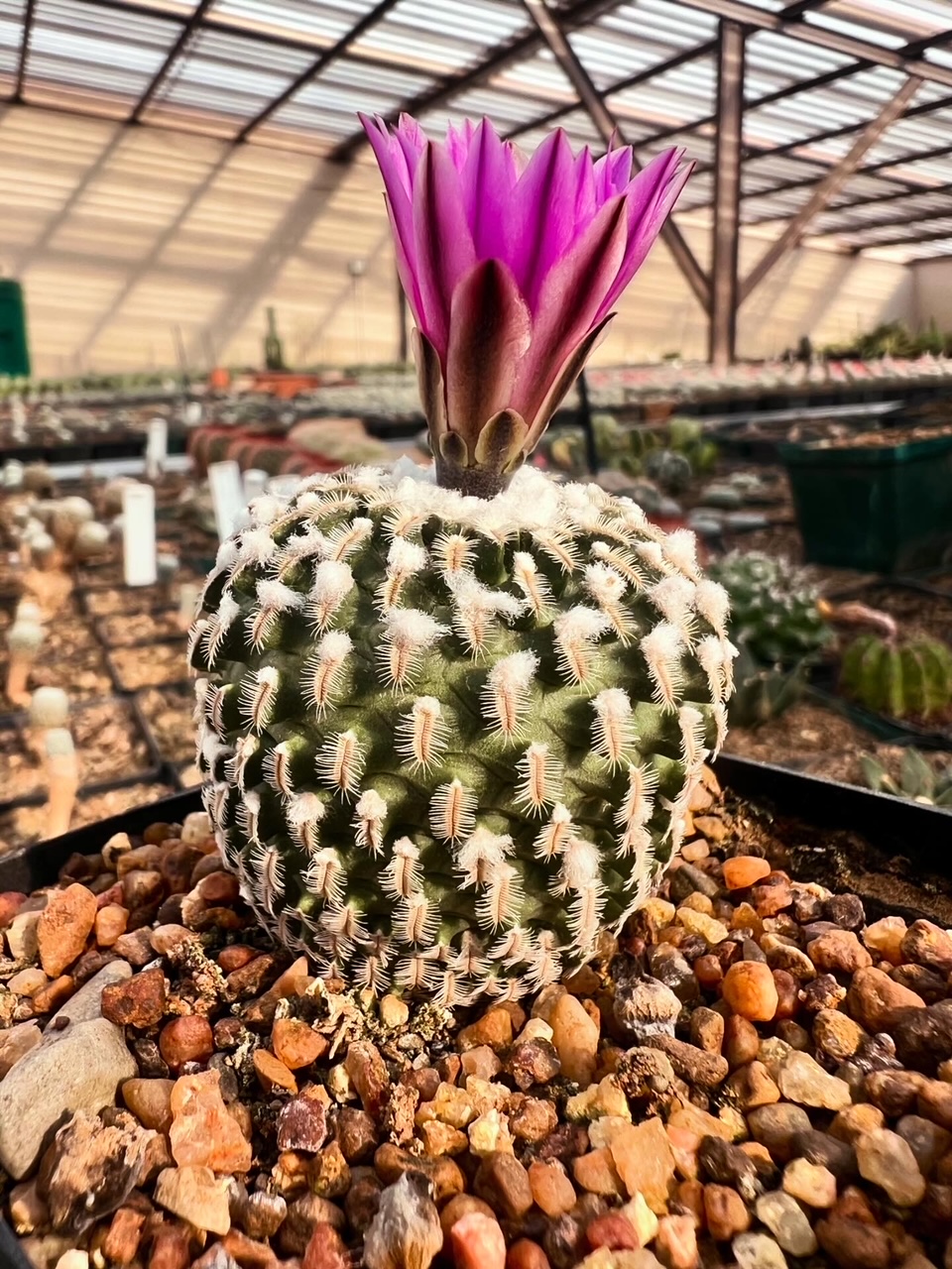 Pelecyphora pseudopectinata var. rubriflora