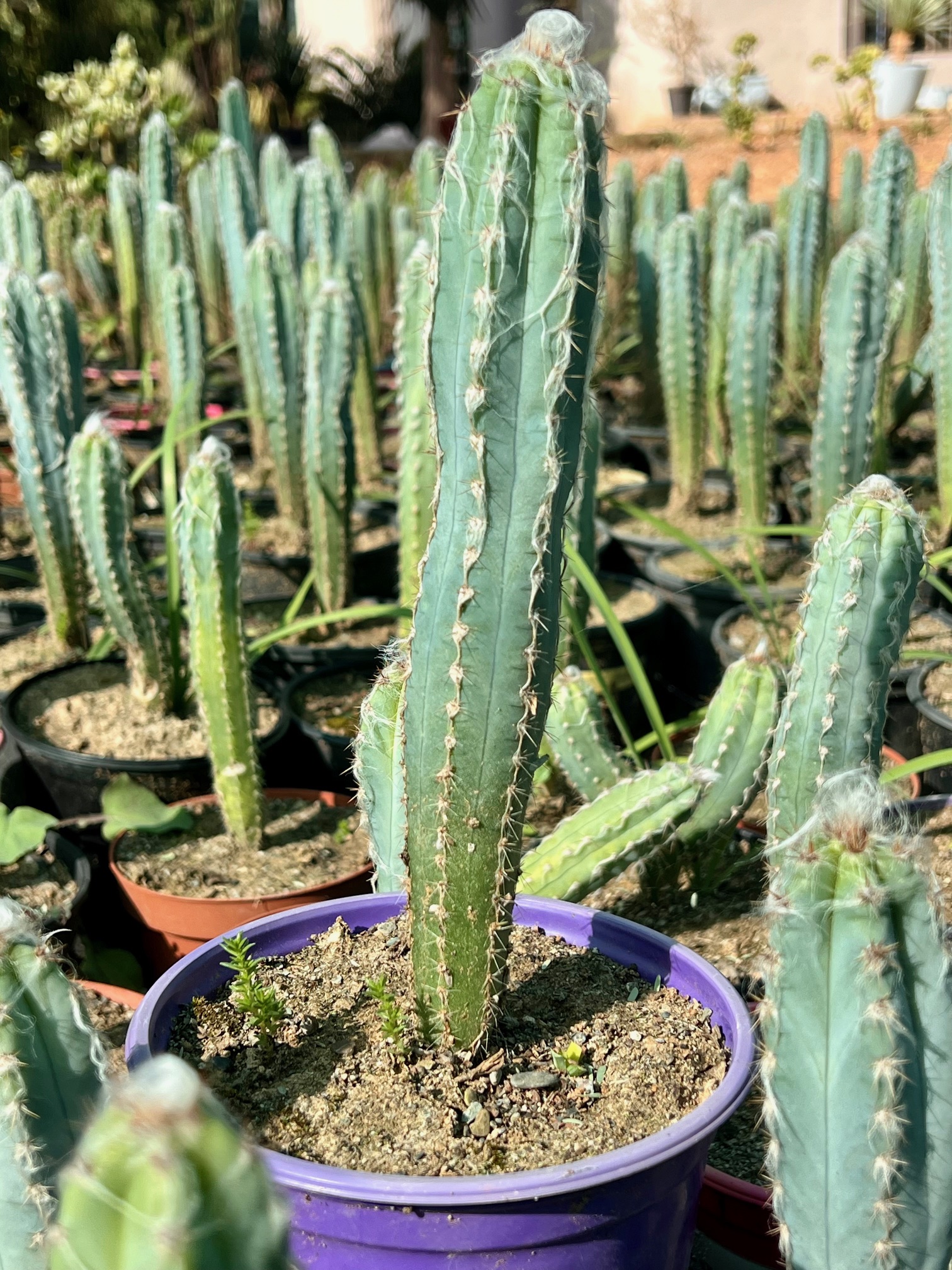 Pilosocereus azureus